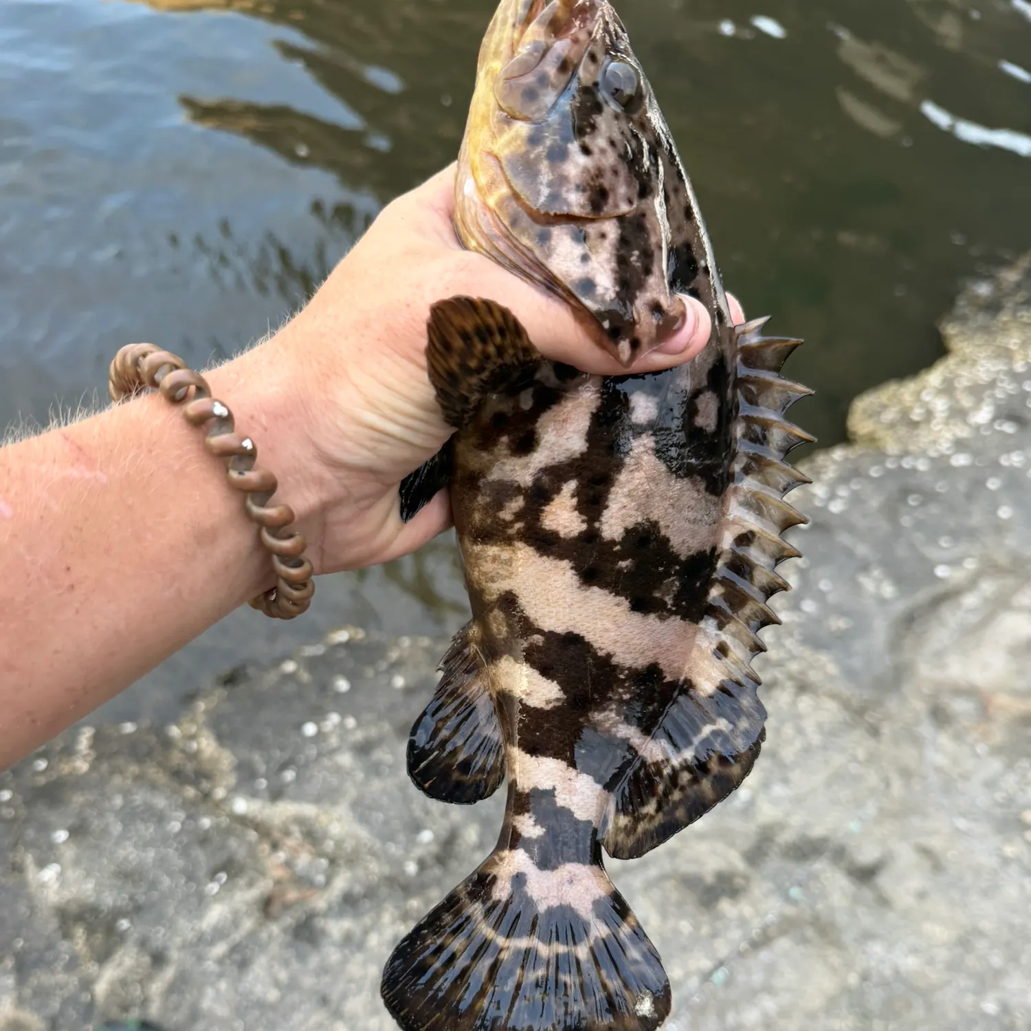 The most recent Atlantic goliath grouper catches on Fishbrain