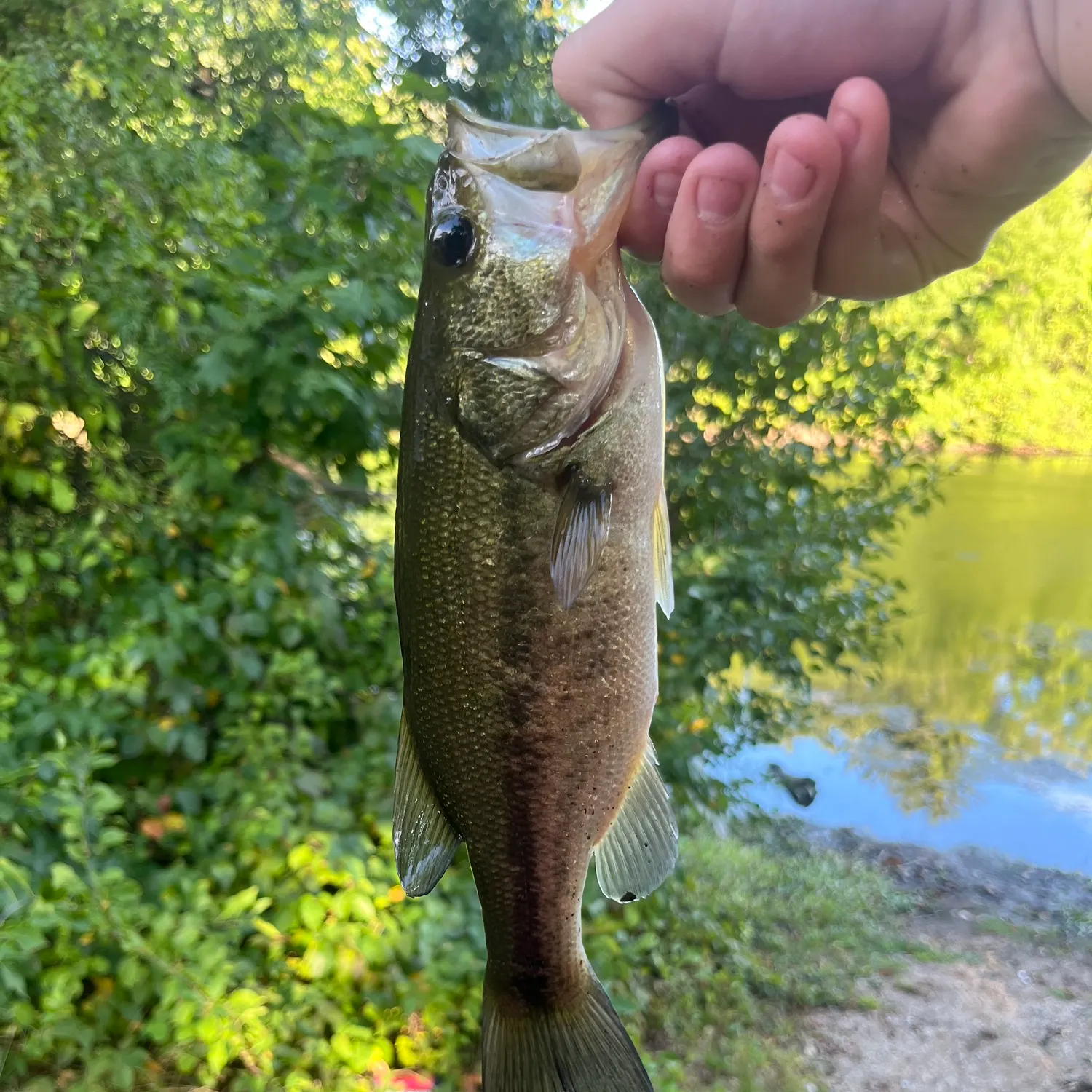 Largemouth bass caught on Fishbrain
