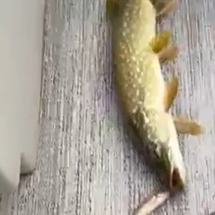Northern pike caught on Fishbrain
