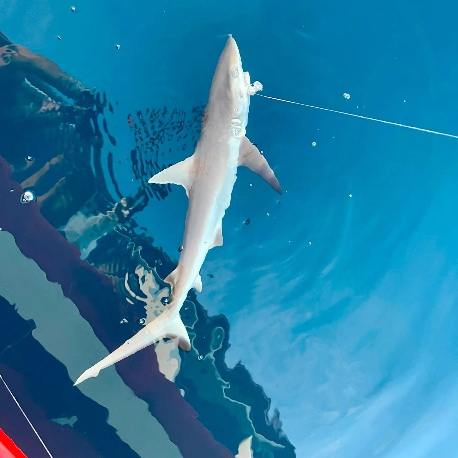 The most recent Blacktip reef shark catches on Fishbrain