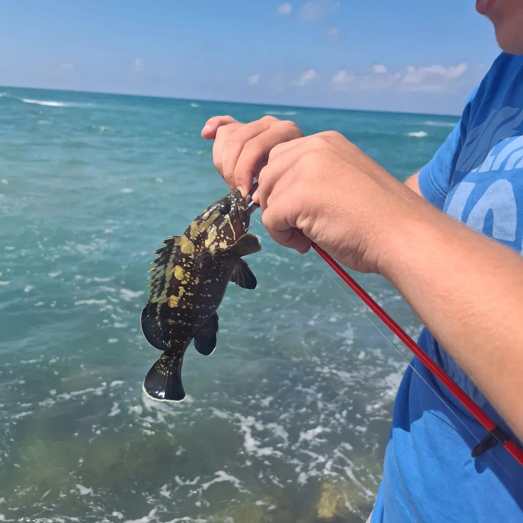The most recent Dusky grouper catches on Fishbrain
