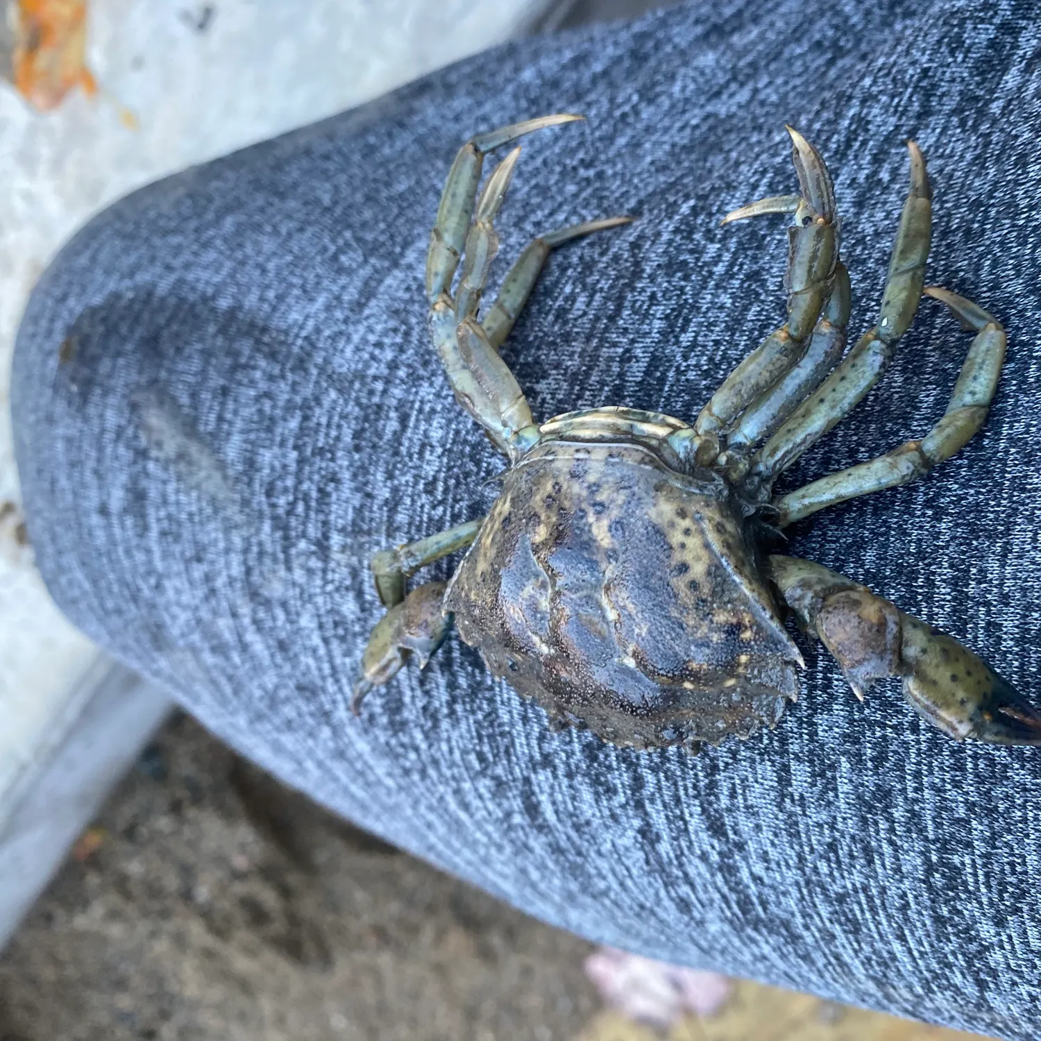 Green crab caught on Fishbrain