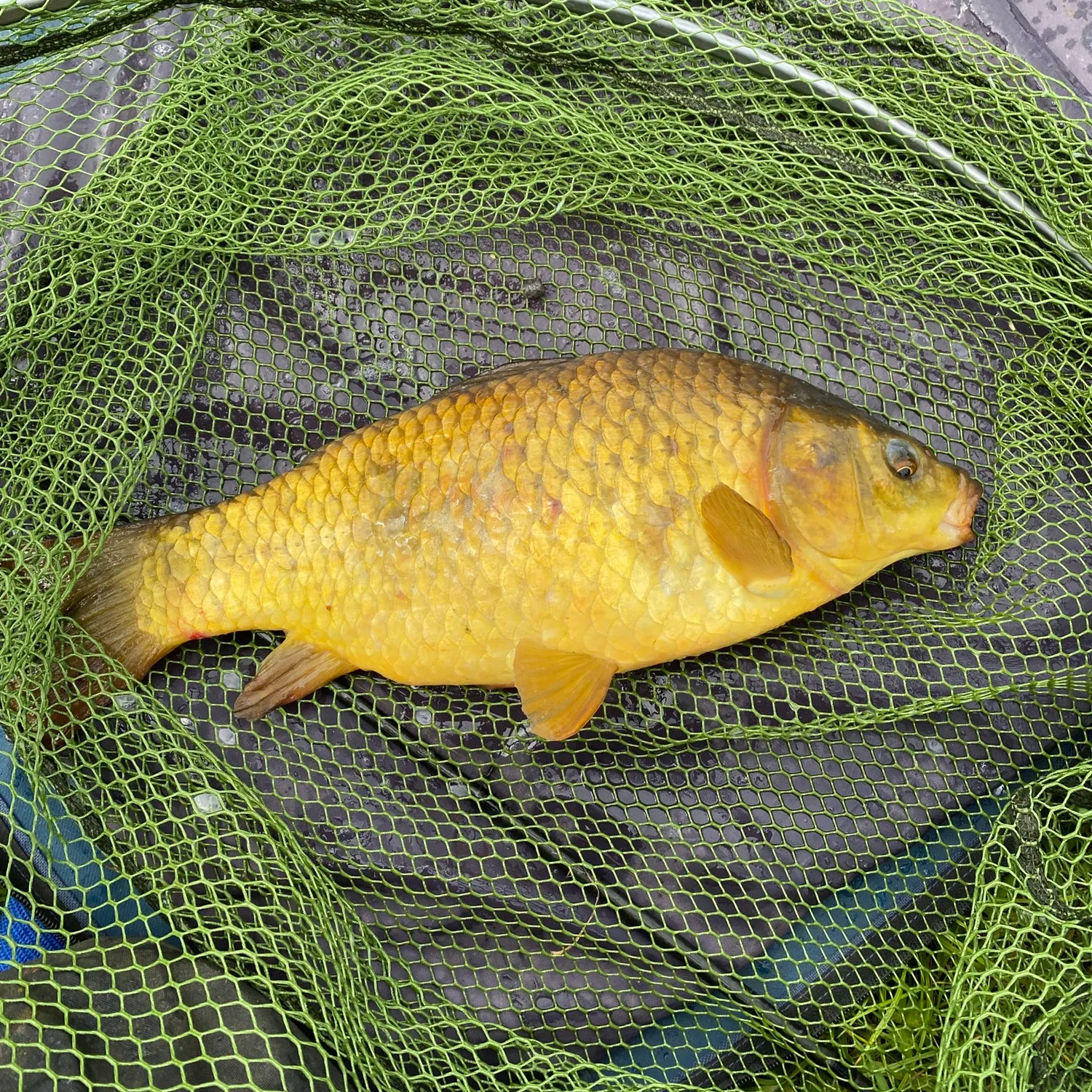 The most recent F1 carp catches on Fishbrain