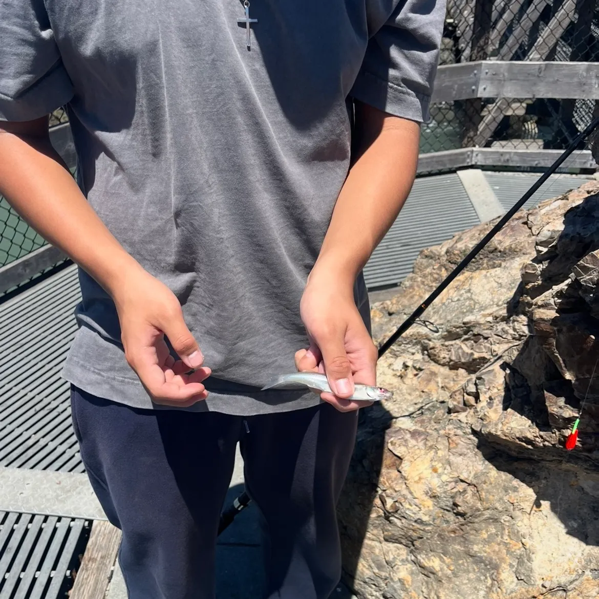 The most recent Bay anchovy catches on Fishbrain