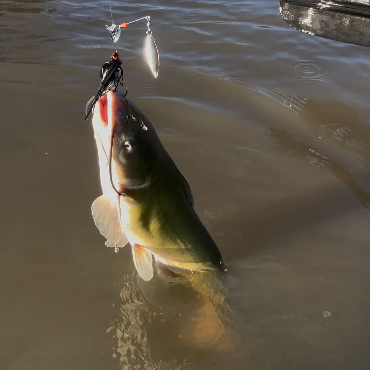Channel catfish caught on Fishbrain