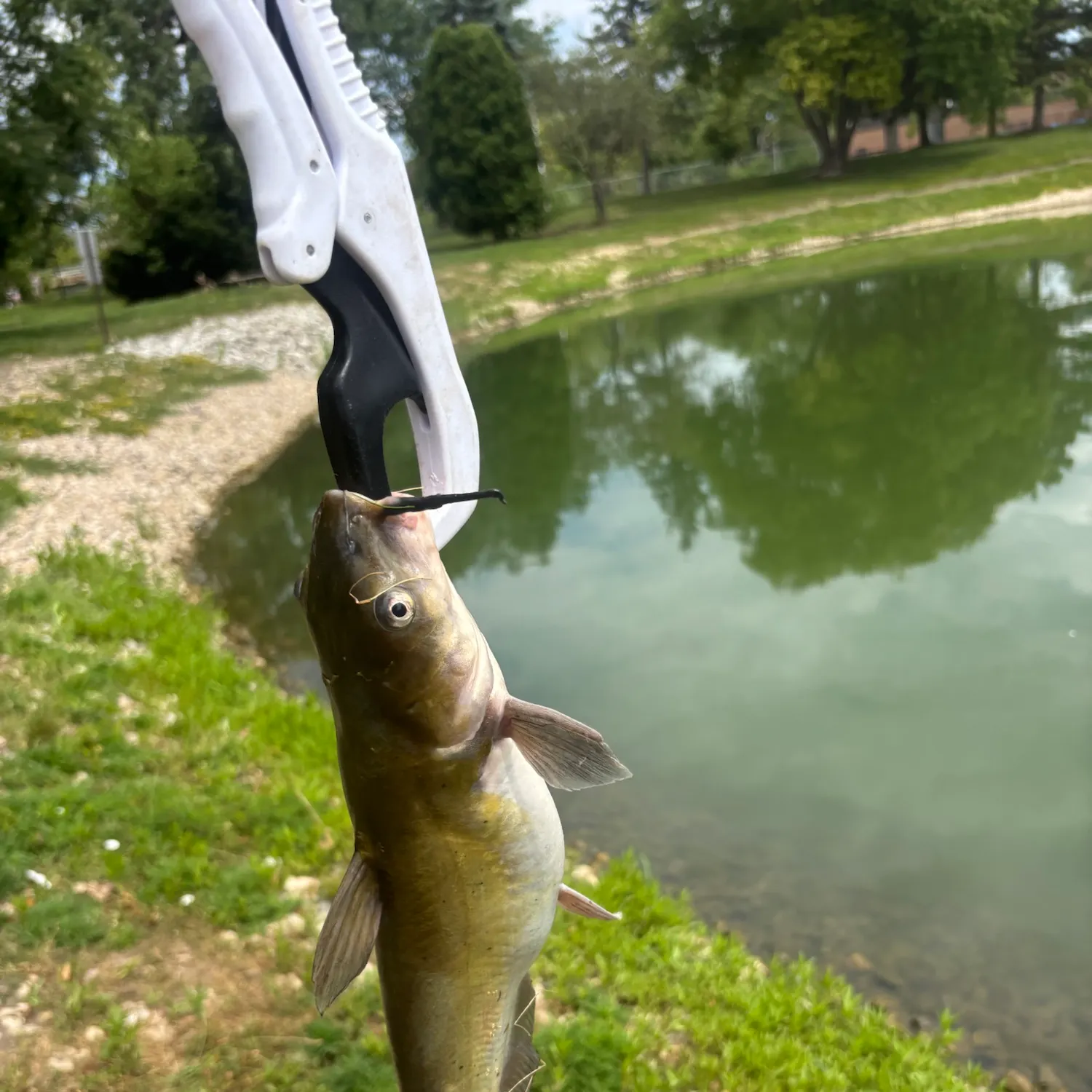 Channel catfish caught on Fishbrain
