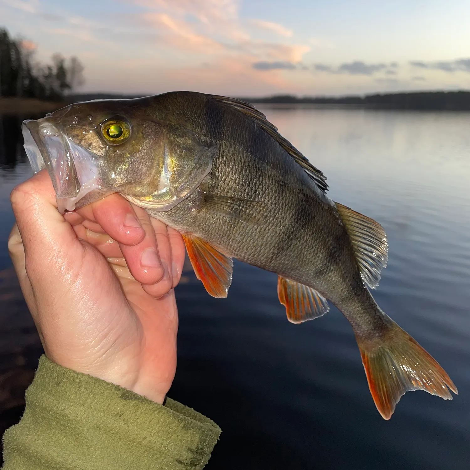 European perch caught on Fishbrain