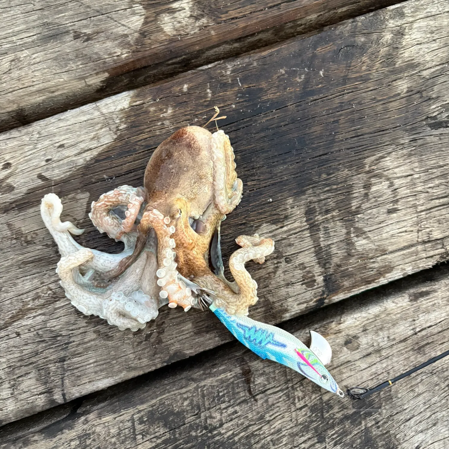 The most popular recent Common octopus catch on Fishbrain