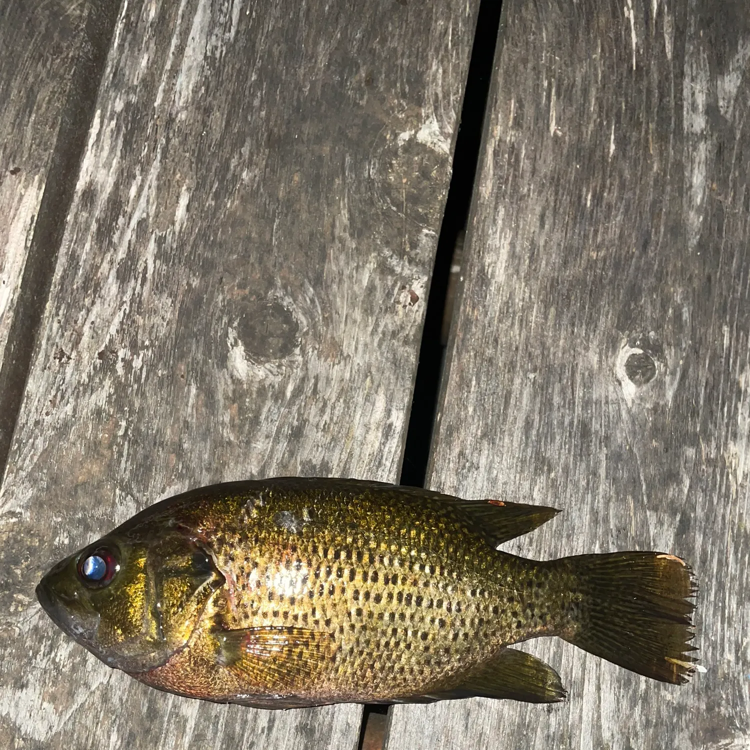 Rock bass caught on Fishbrain