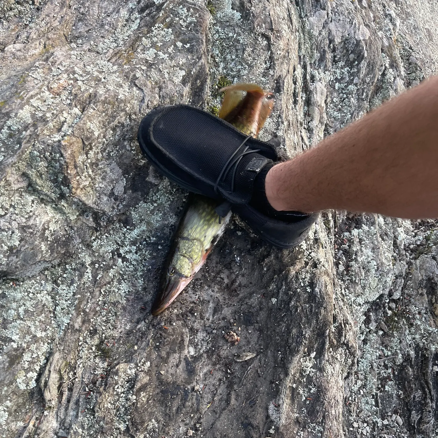Chain pickerel caught on Fishbrain