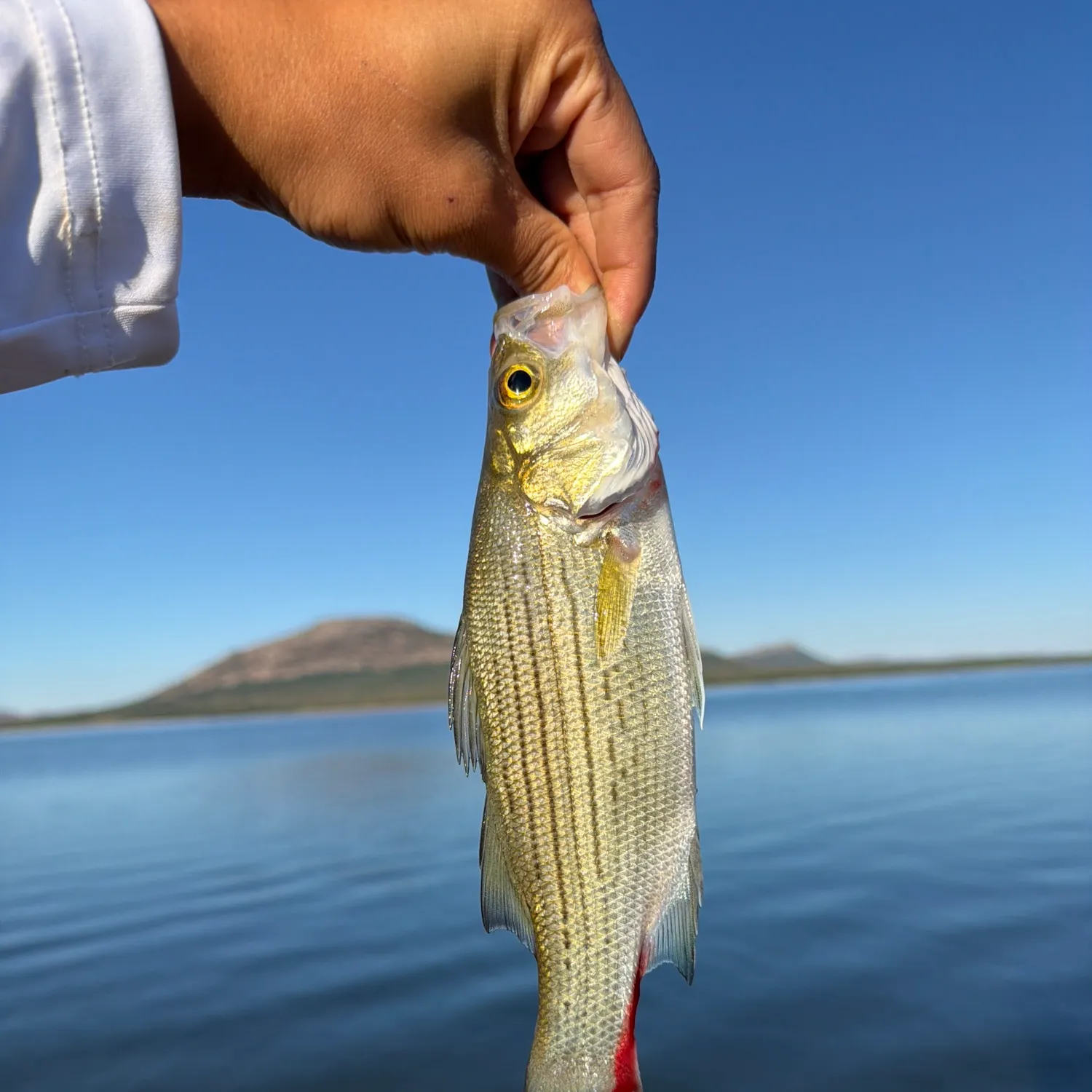 White bass caught on Fishbrain