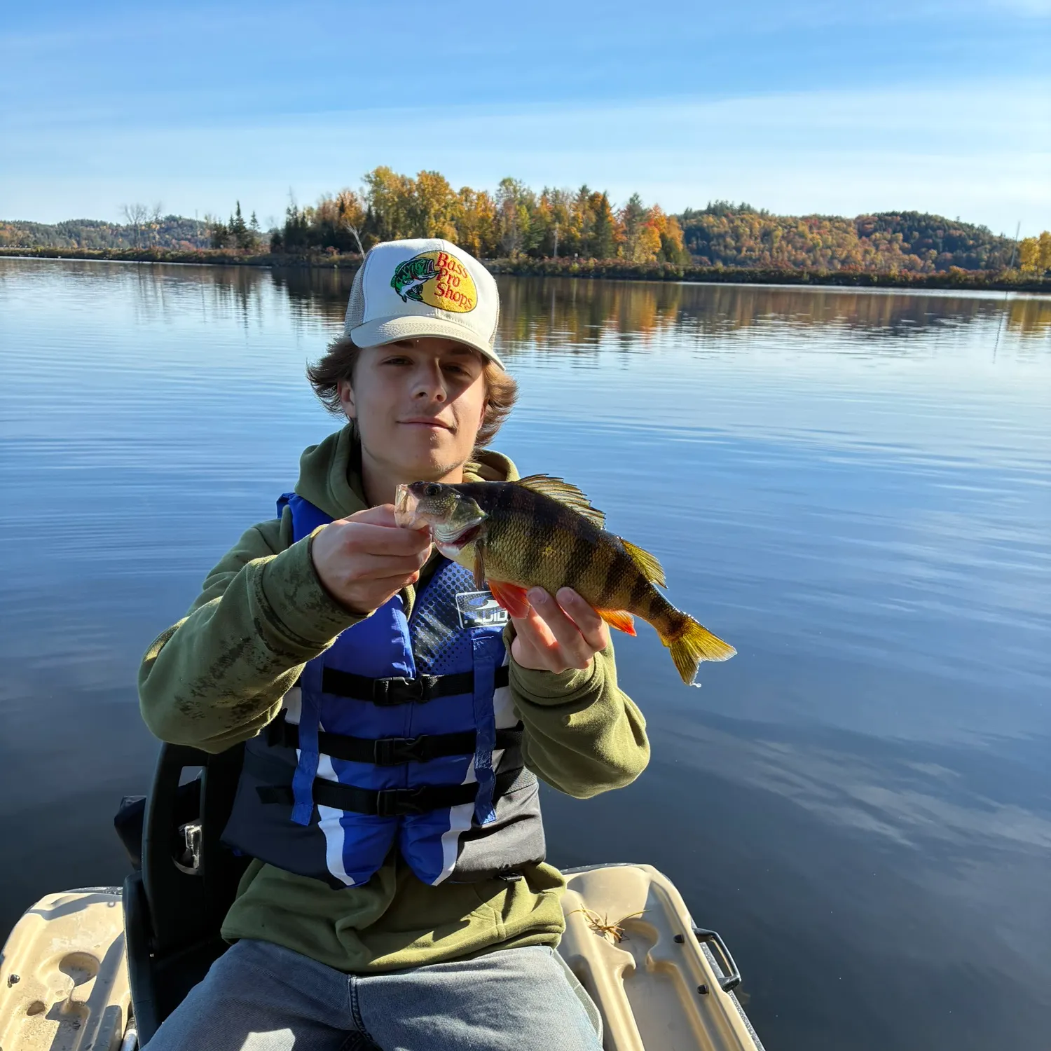 Yellow perch caught on Fishbrain