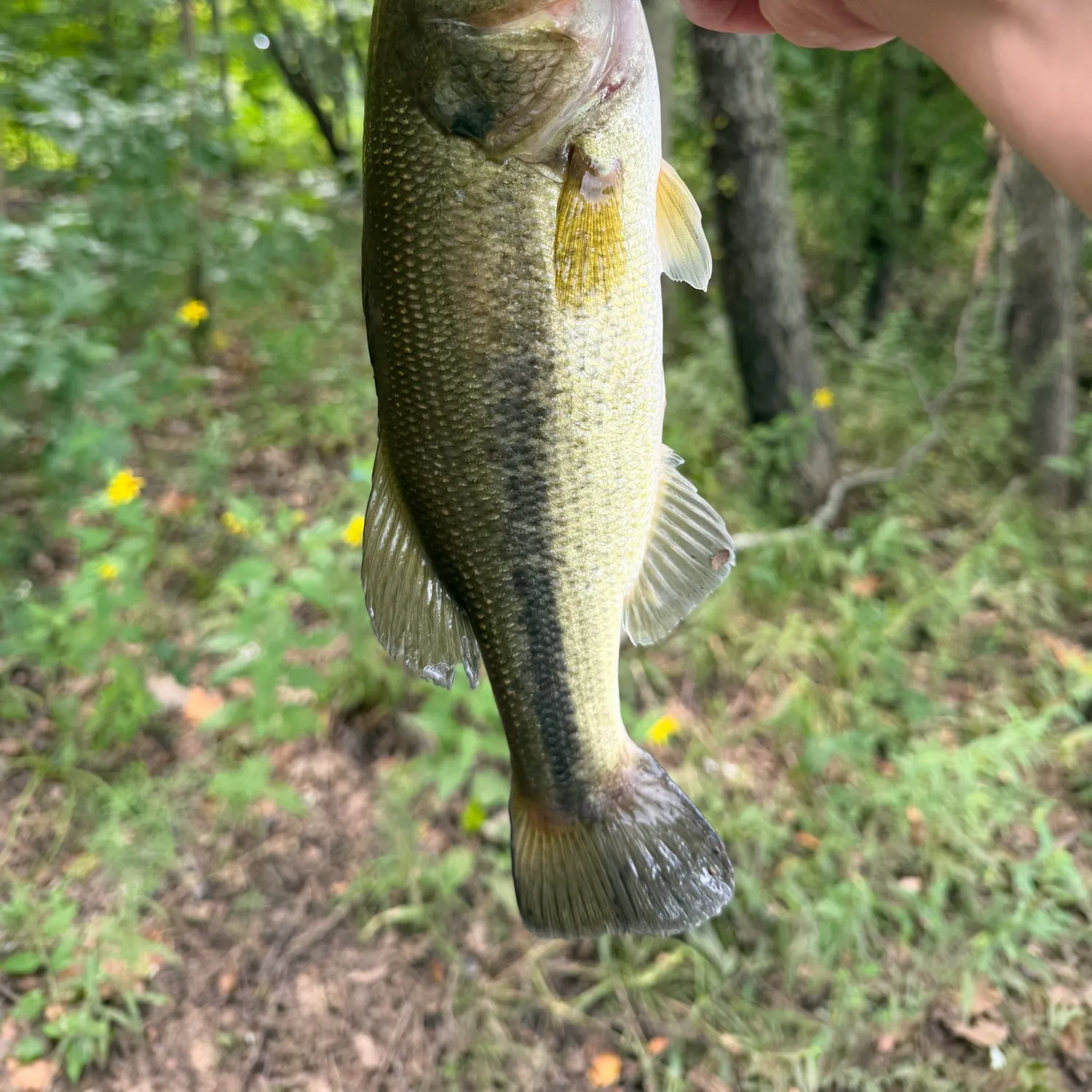 Largemouth bass caught on Fishbrain