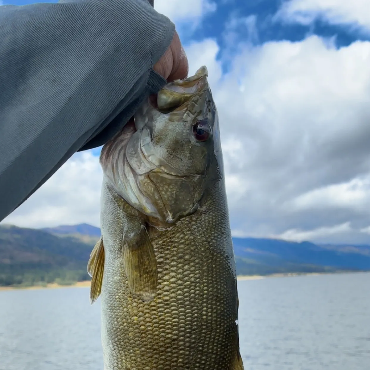 Smallmouth bass caught on Fishbrain