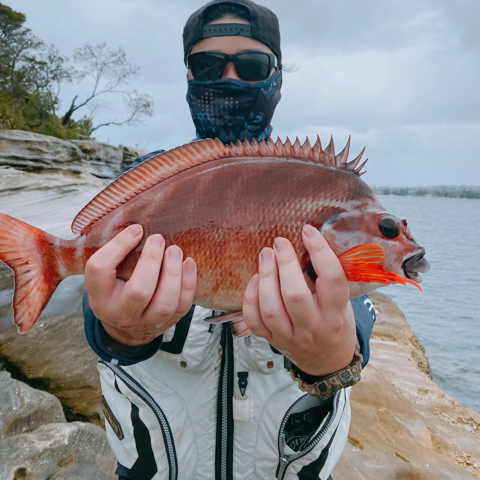 The most recent Red morwong catches on Fishbrain