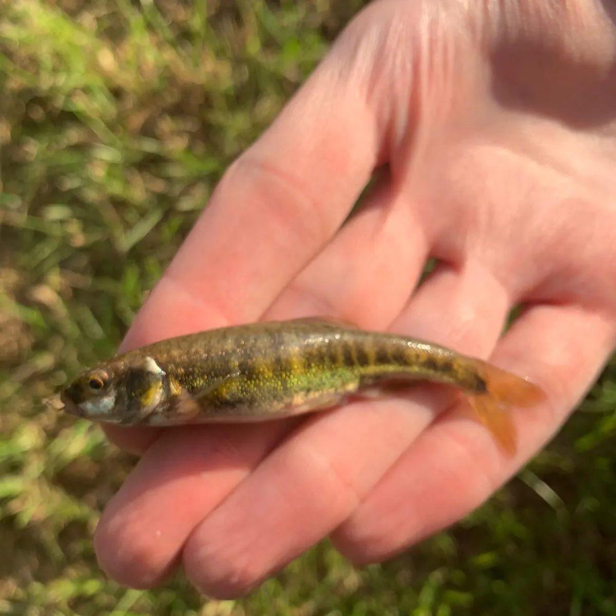 The most recent Creek chub catches on Fishbrain