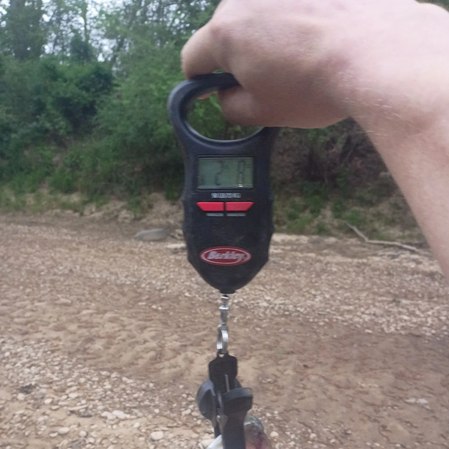 The most recent Alabama bass catches on Fishbrain