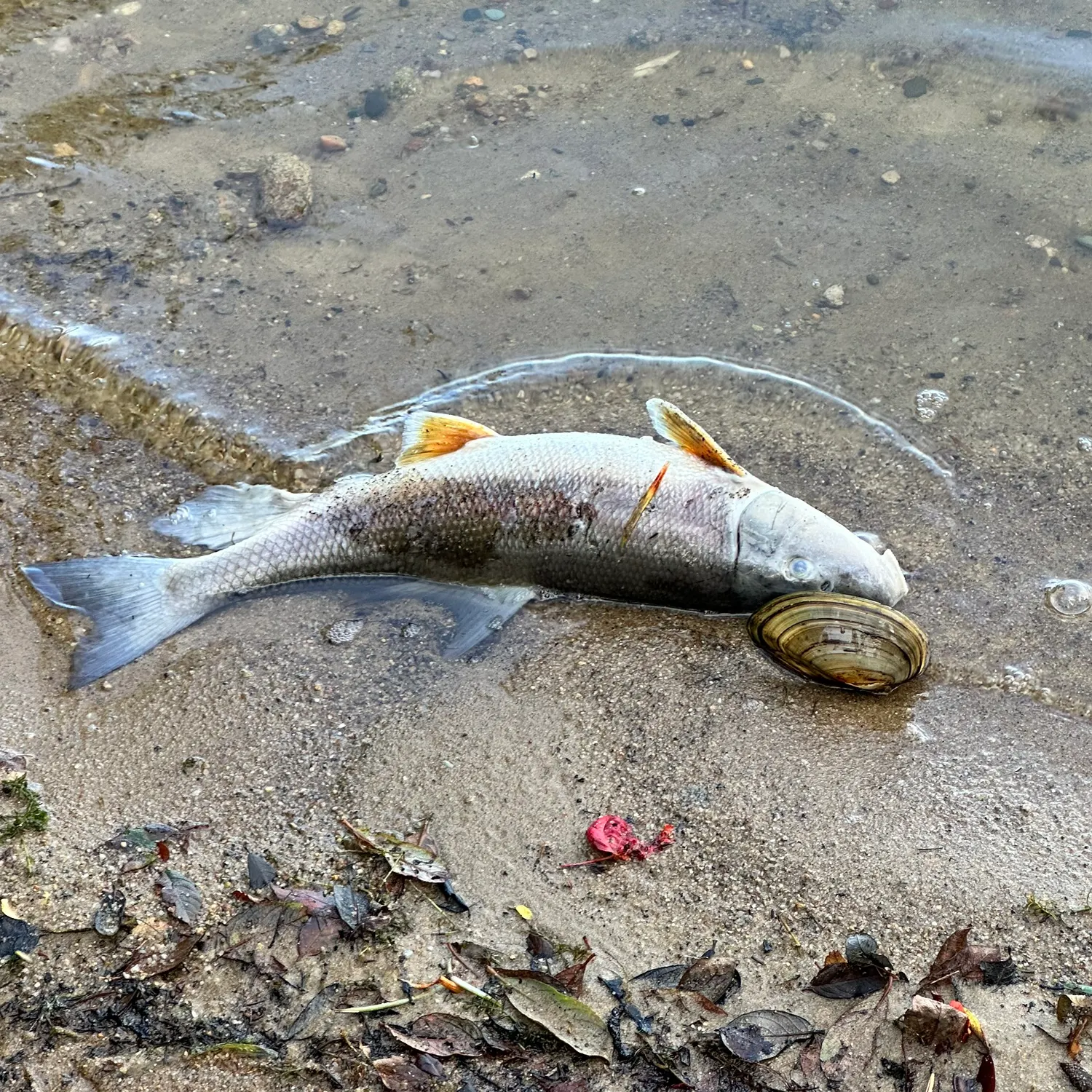 White sucker caught on Fishbrain