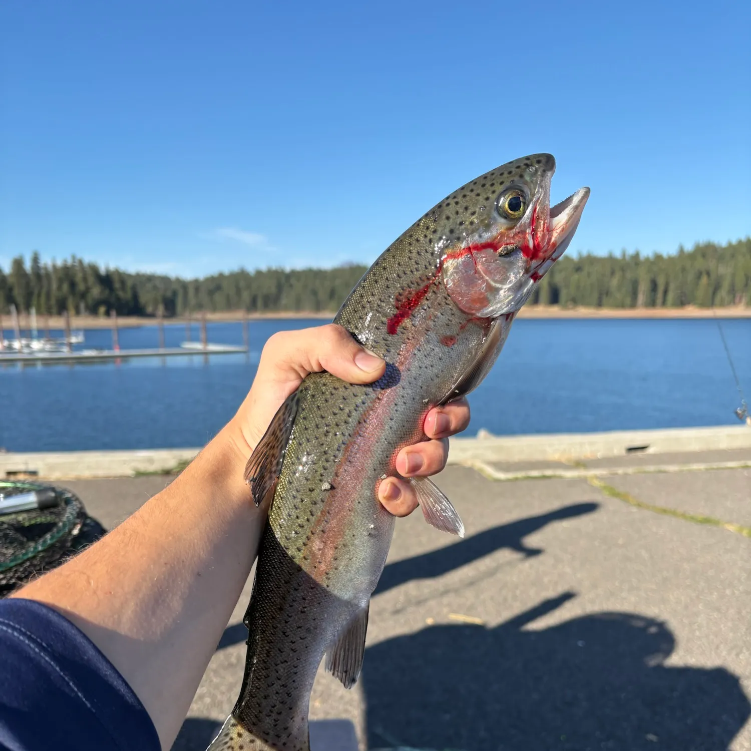 Rainbow trout caught on Fishbrain
