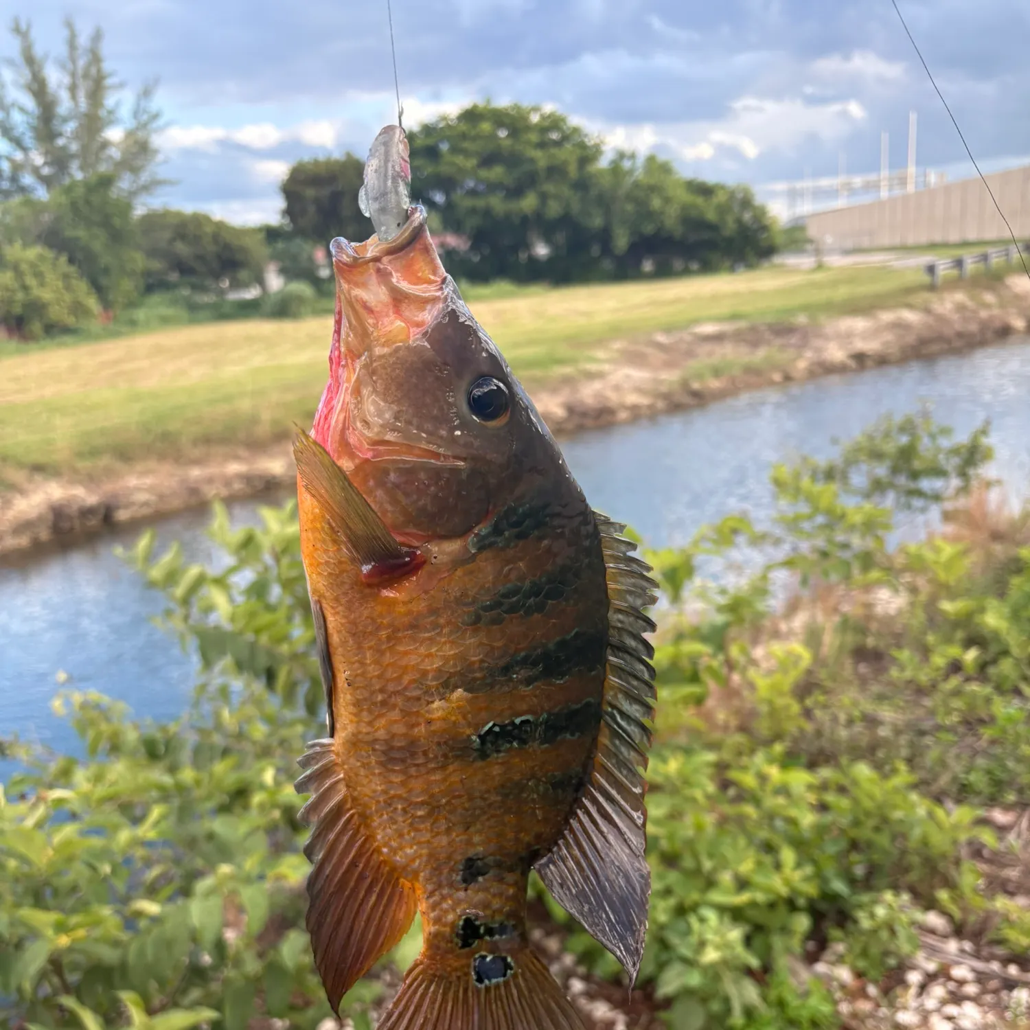 The most recent Mayan cichlid catches on Fishbrain