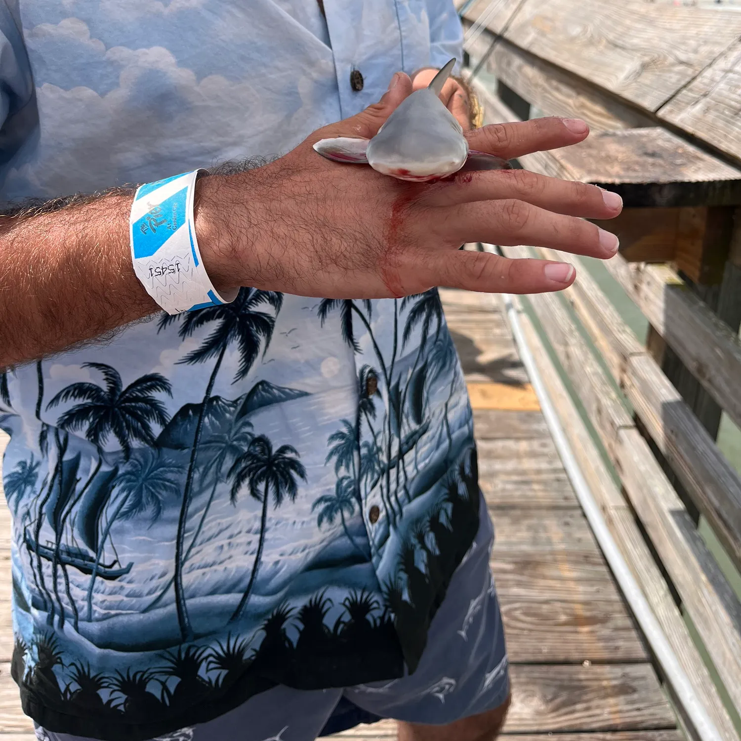 The most recent Spinner shark catches on Fishbrain