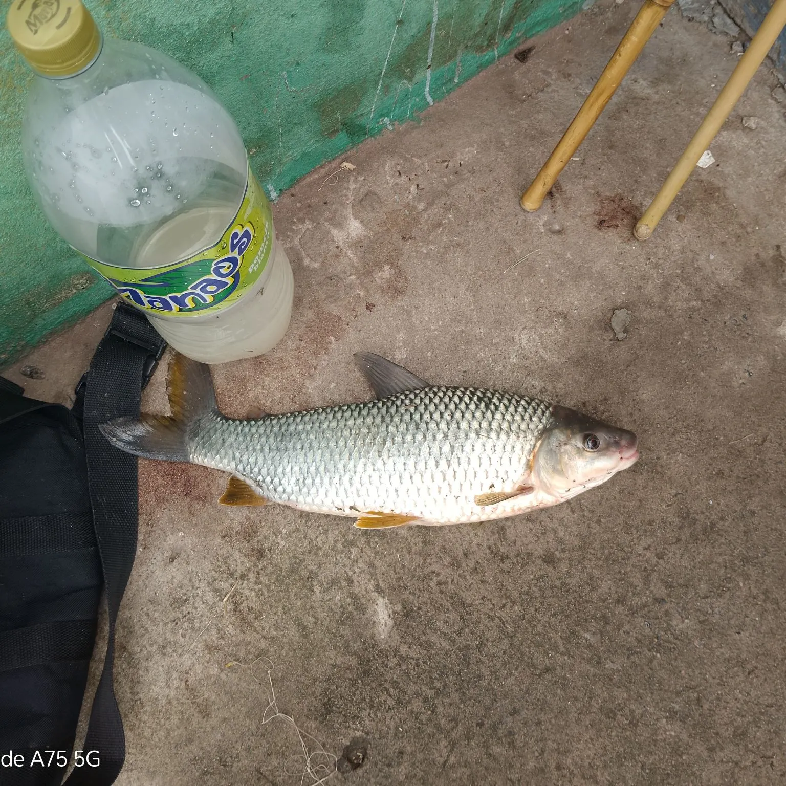 The most recent Boga catches on Fishbrain