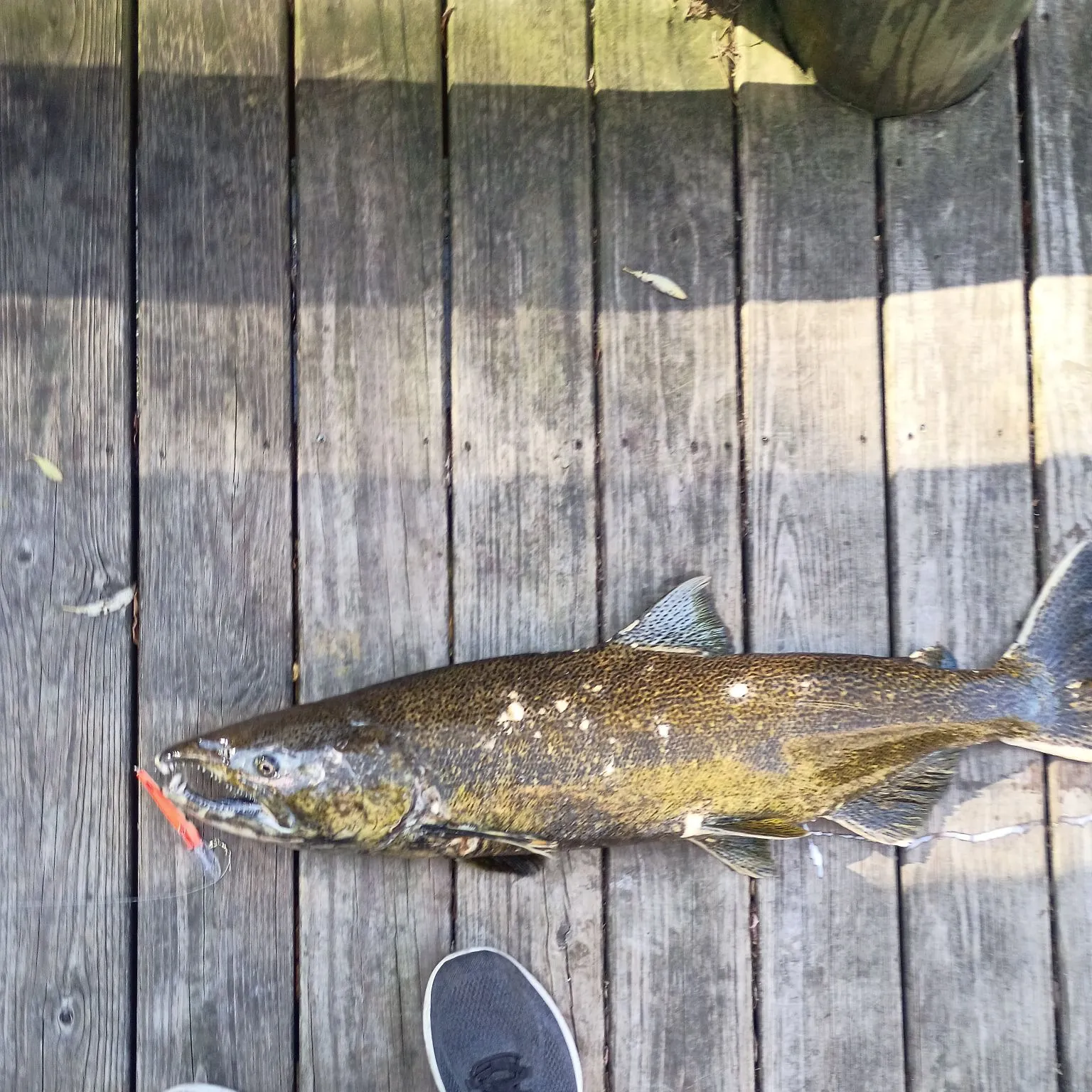 Chinook salmon caught on Fishbrain