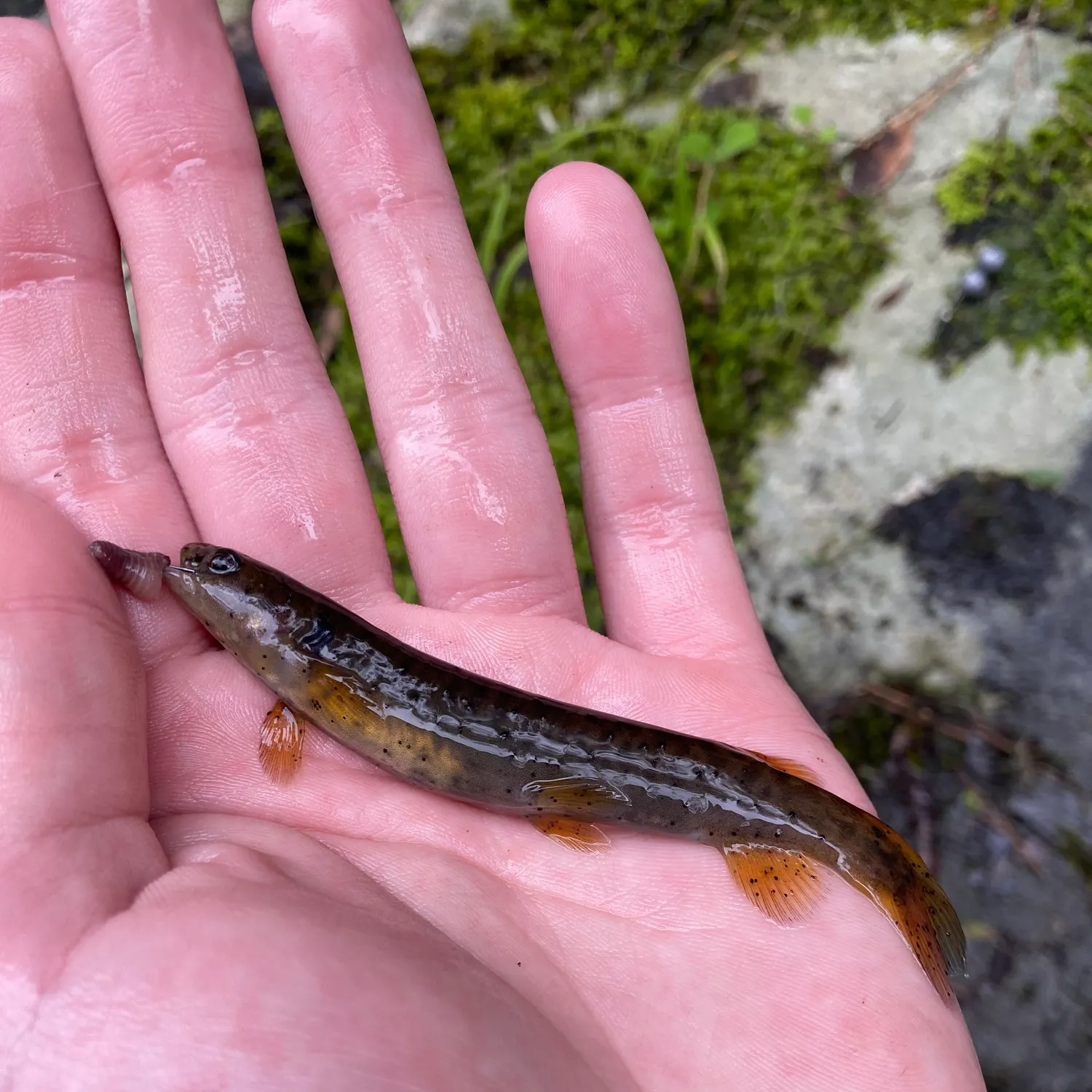 The most recent Climbing galaxias catches on Fishbrain