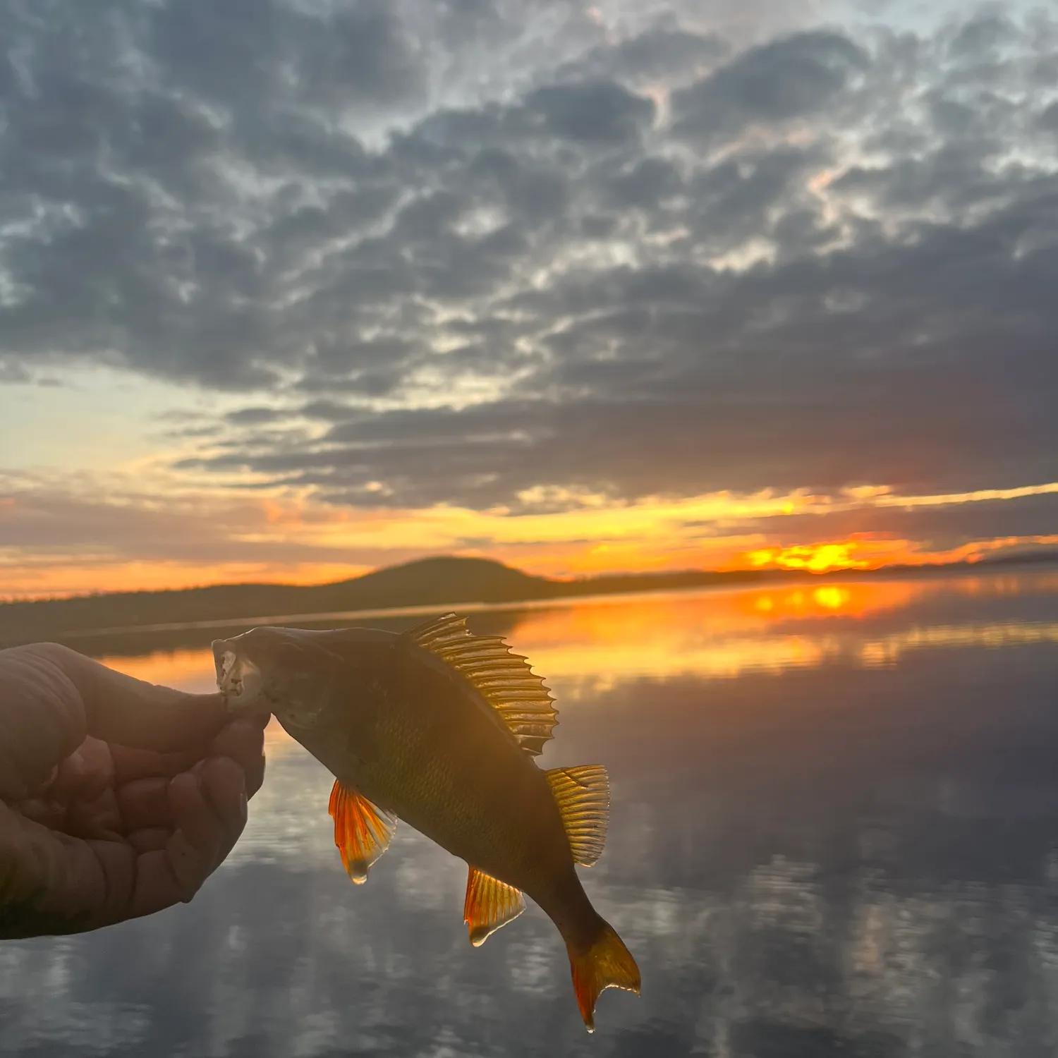 European perch caught on Fishbrain