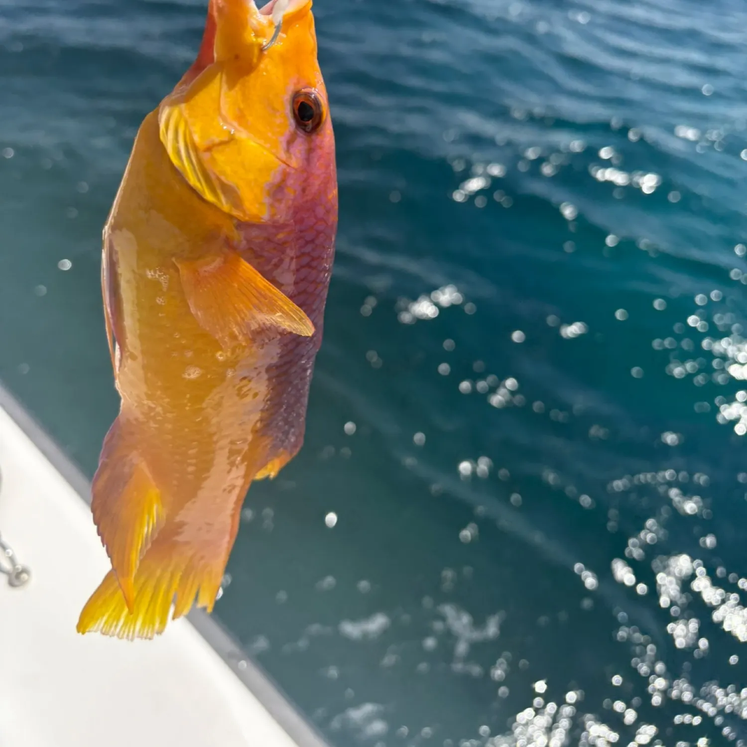 The most recent Spanish hogfish catches on Fishbrain