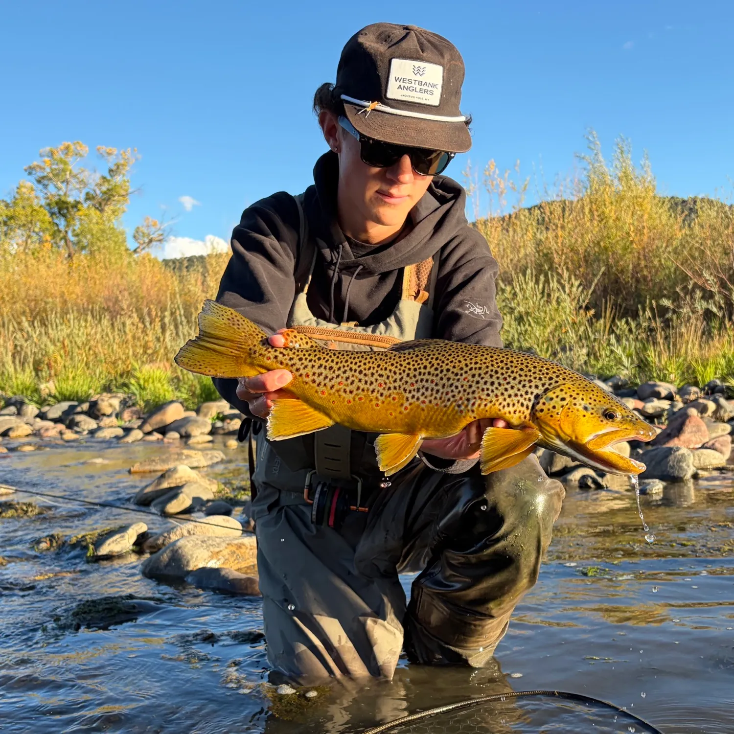 Brown trout caught on Fishbrain