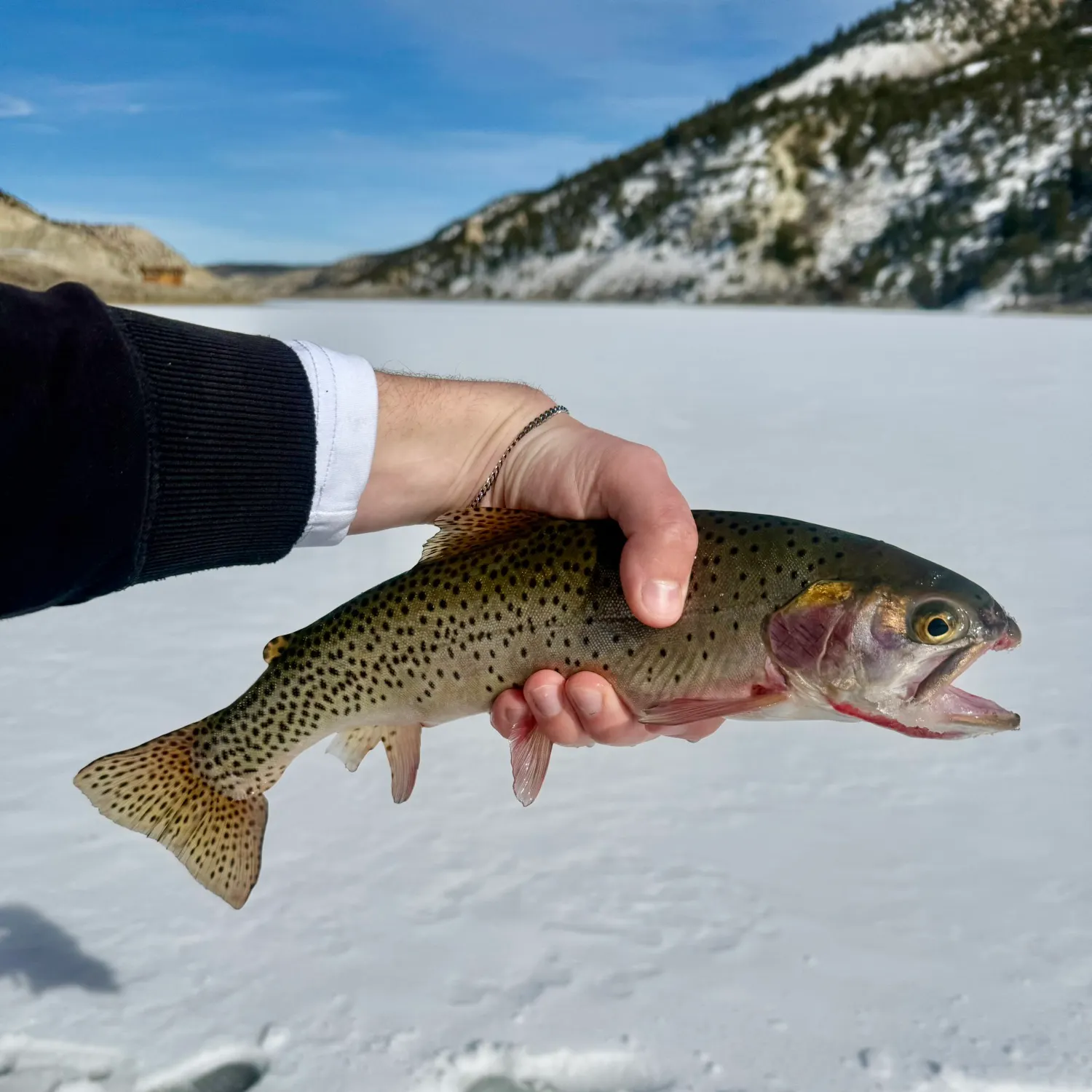 The most recent Colorado river cutthroat trout catches on Fishbrain