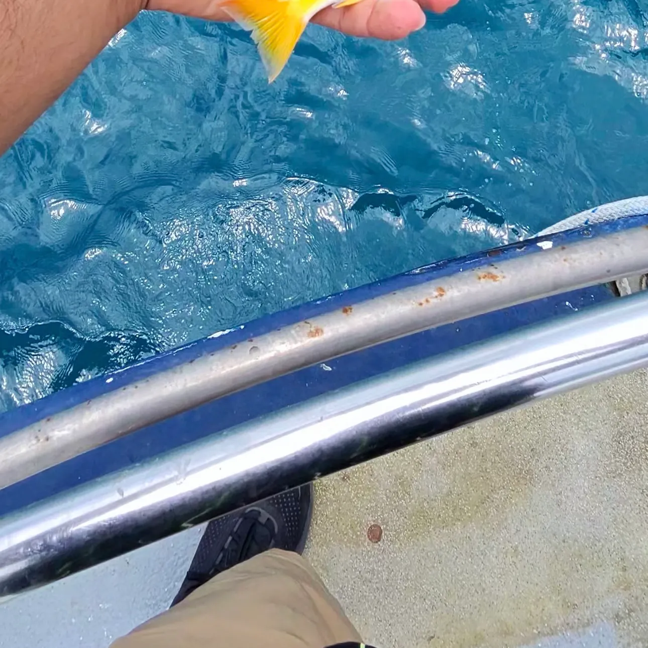 The most recent Common bluestripe snapper catches on Fishbrain