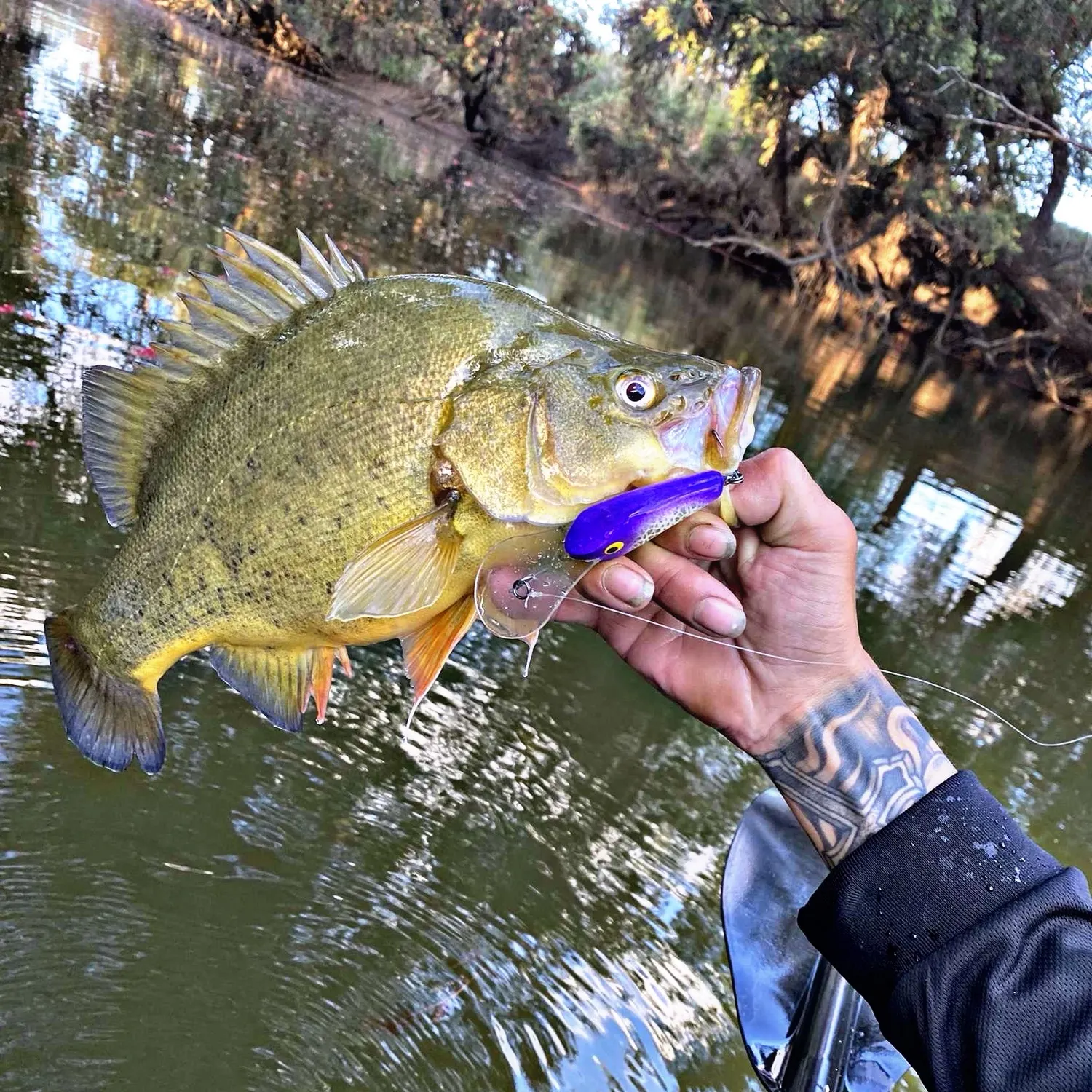 The most recent Golden perch catches on Fishbrain