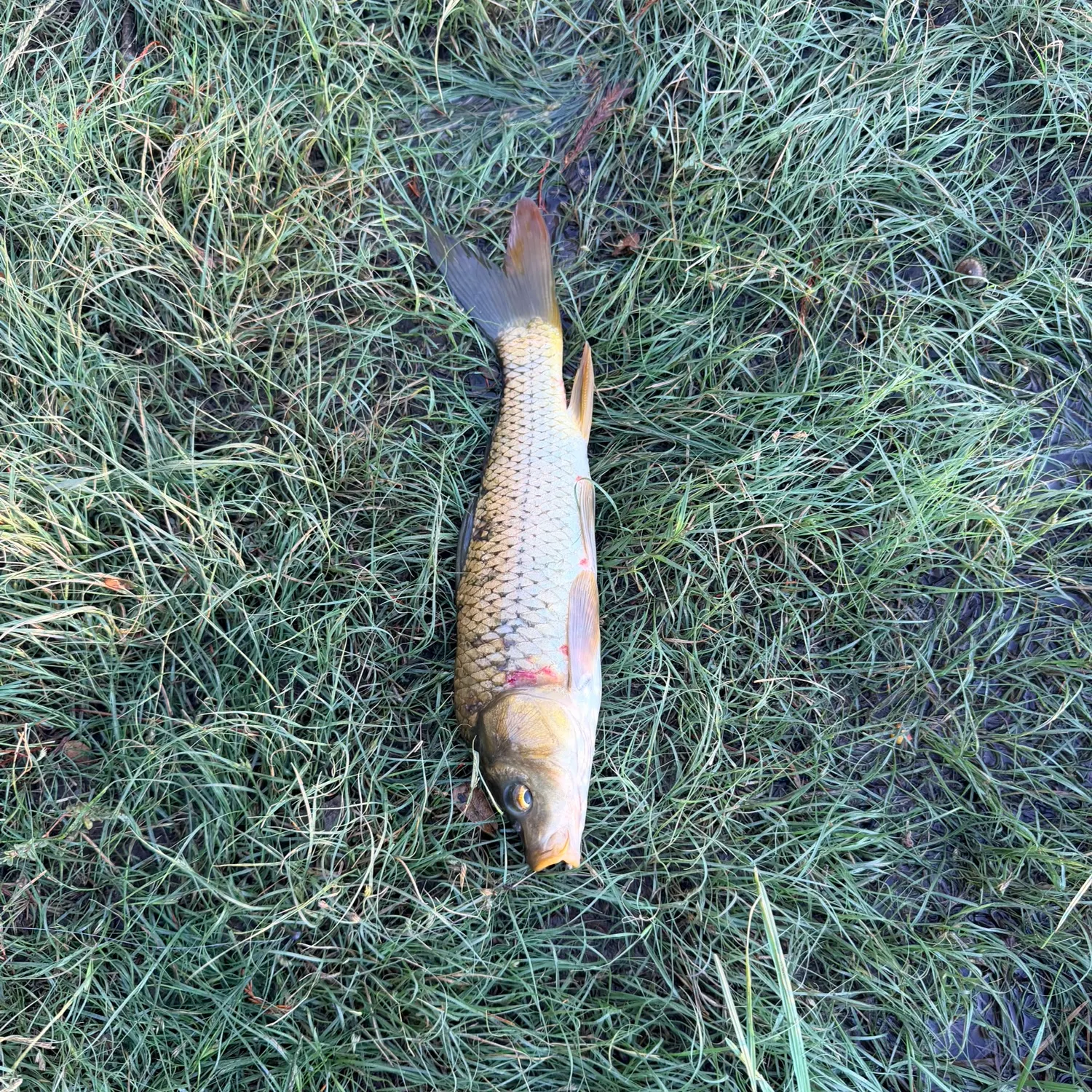 Common carp caught on Fishbrain