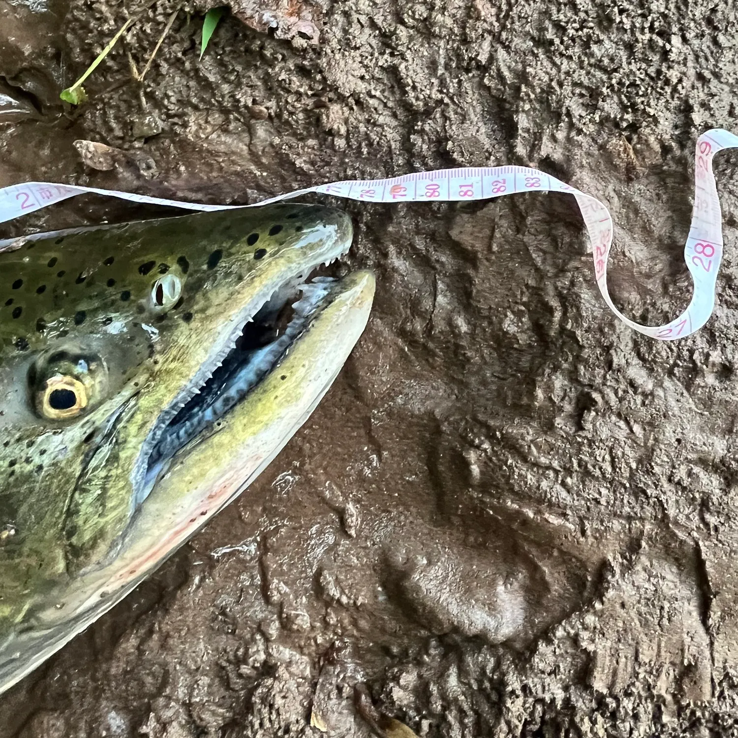 Chinook salmon caught on Fishbrain