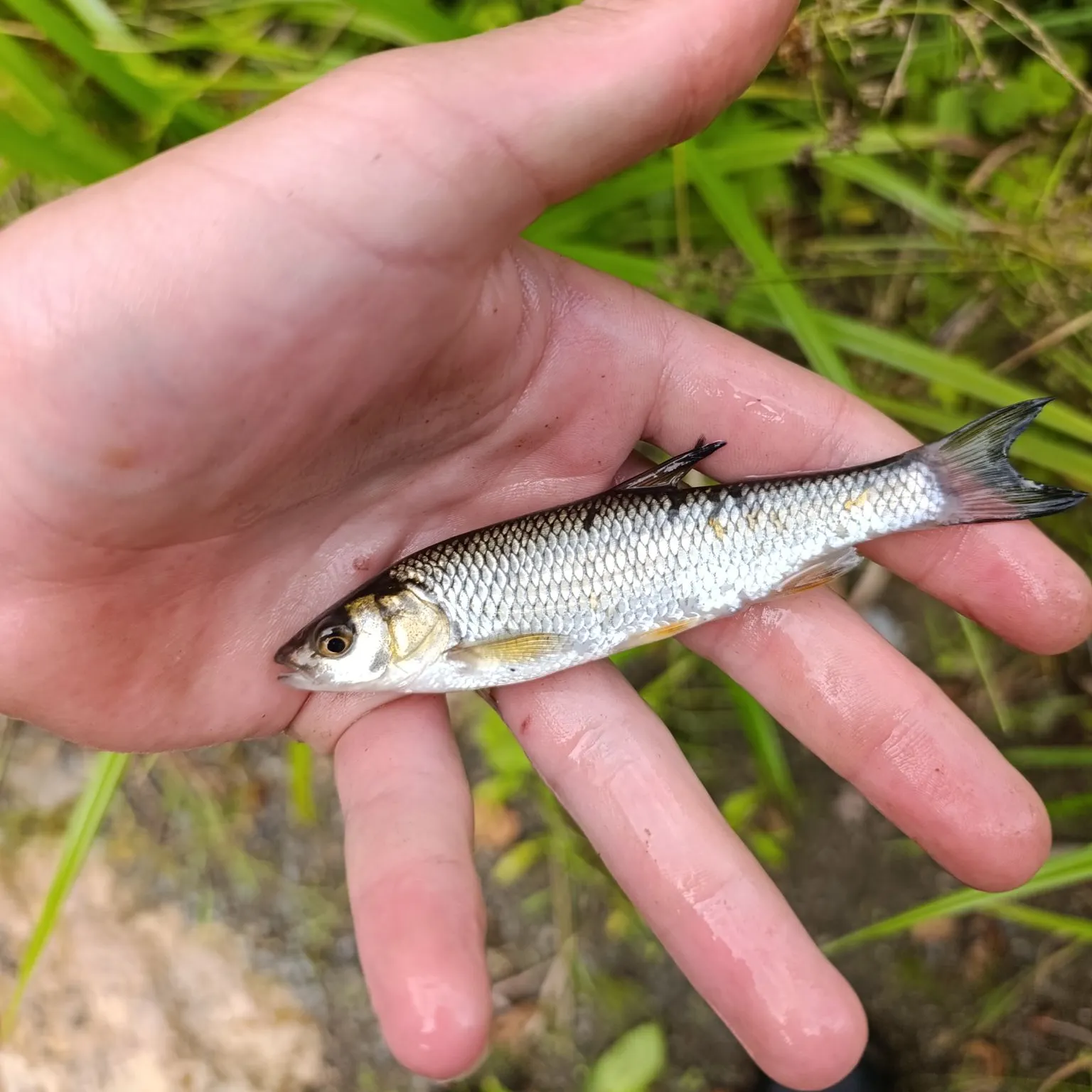 European chub caught on Fishbrain