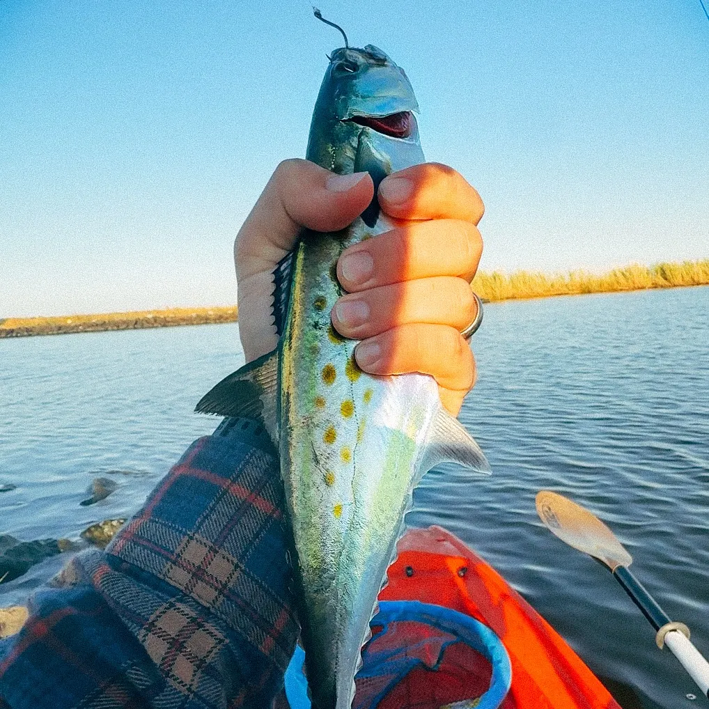 Spanish mackerel caught on Fishbrain