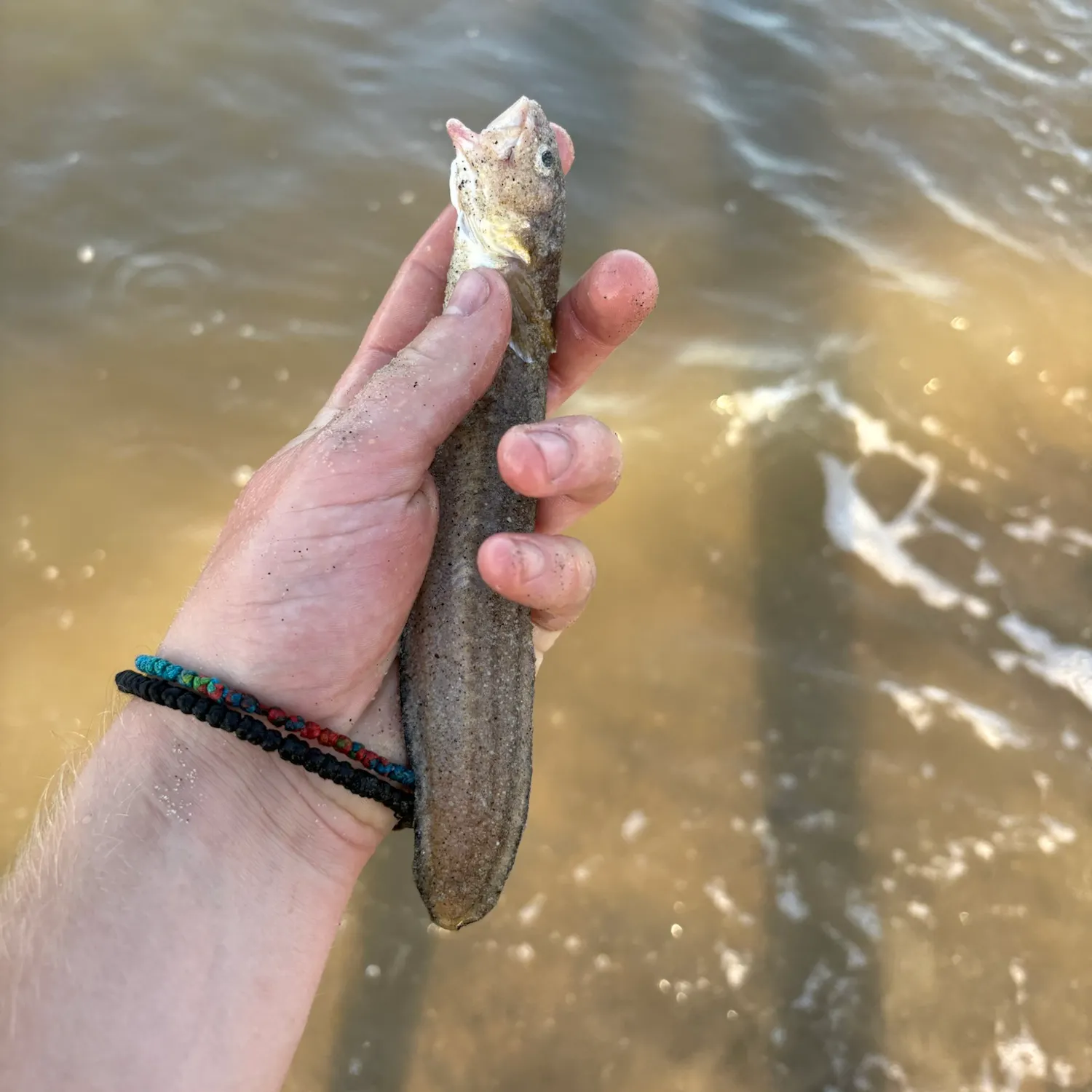 The most recent Striped cusk-eel catches on Fishbrain