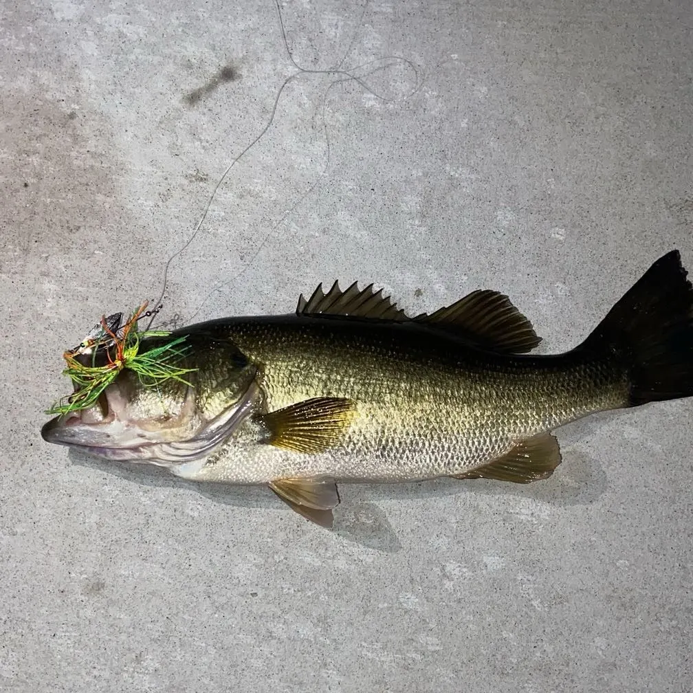 Largemouth bass caught on Fishbrain