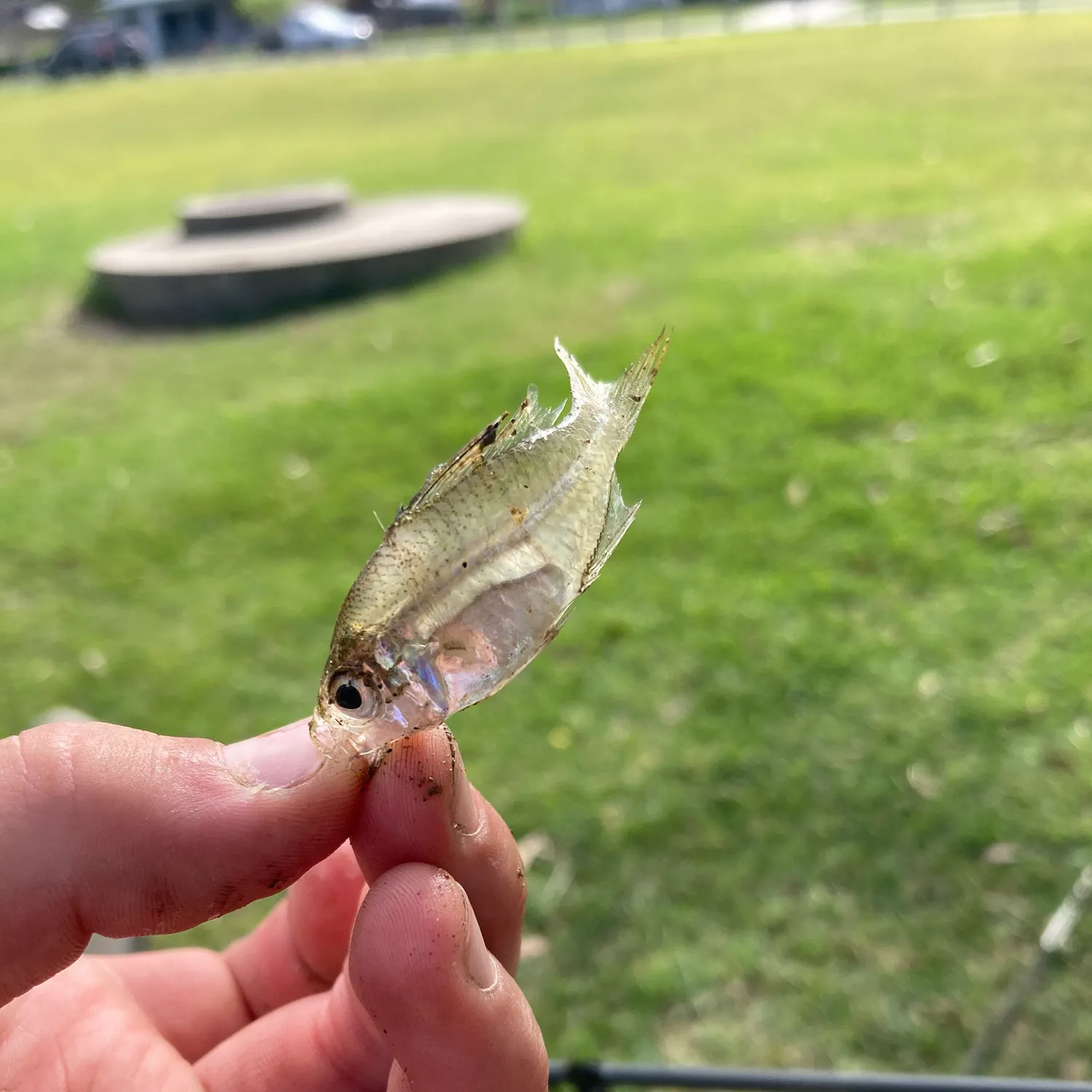 Atlantic herring caught on Fishbrain