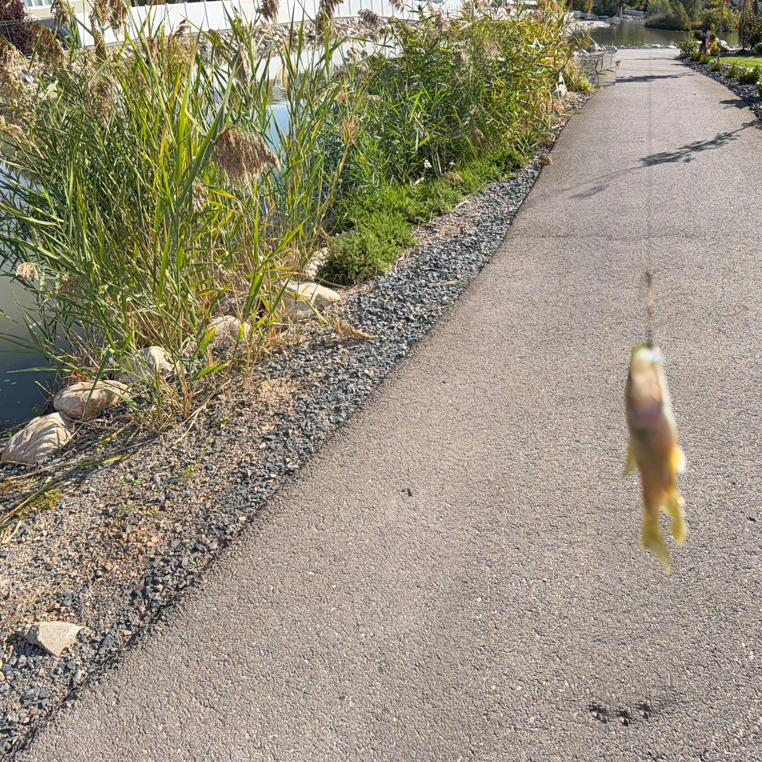 Fish caught on Fishbrain