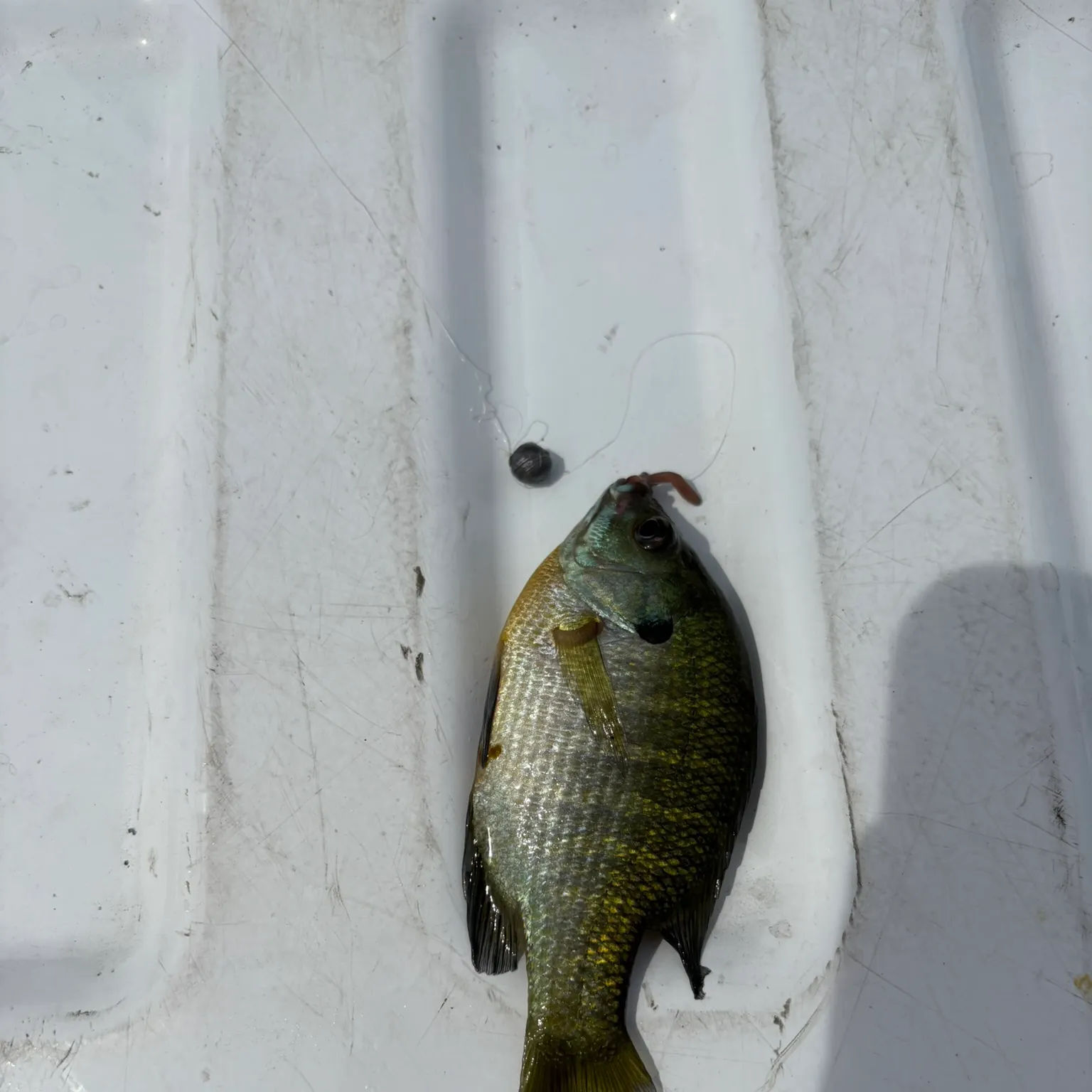 The most recent Bluegill catches on Fishbrain