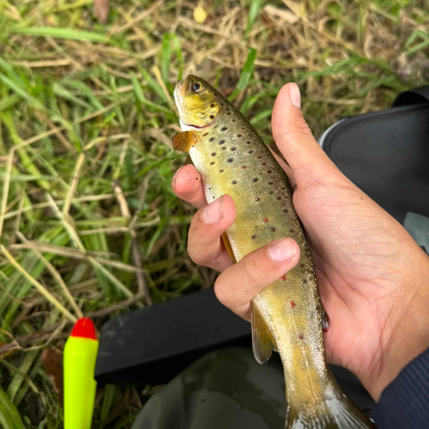 Brown trout caught on Fishbrain