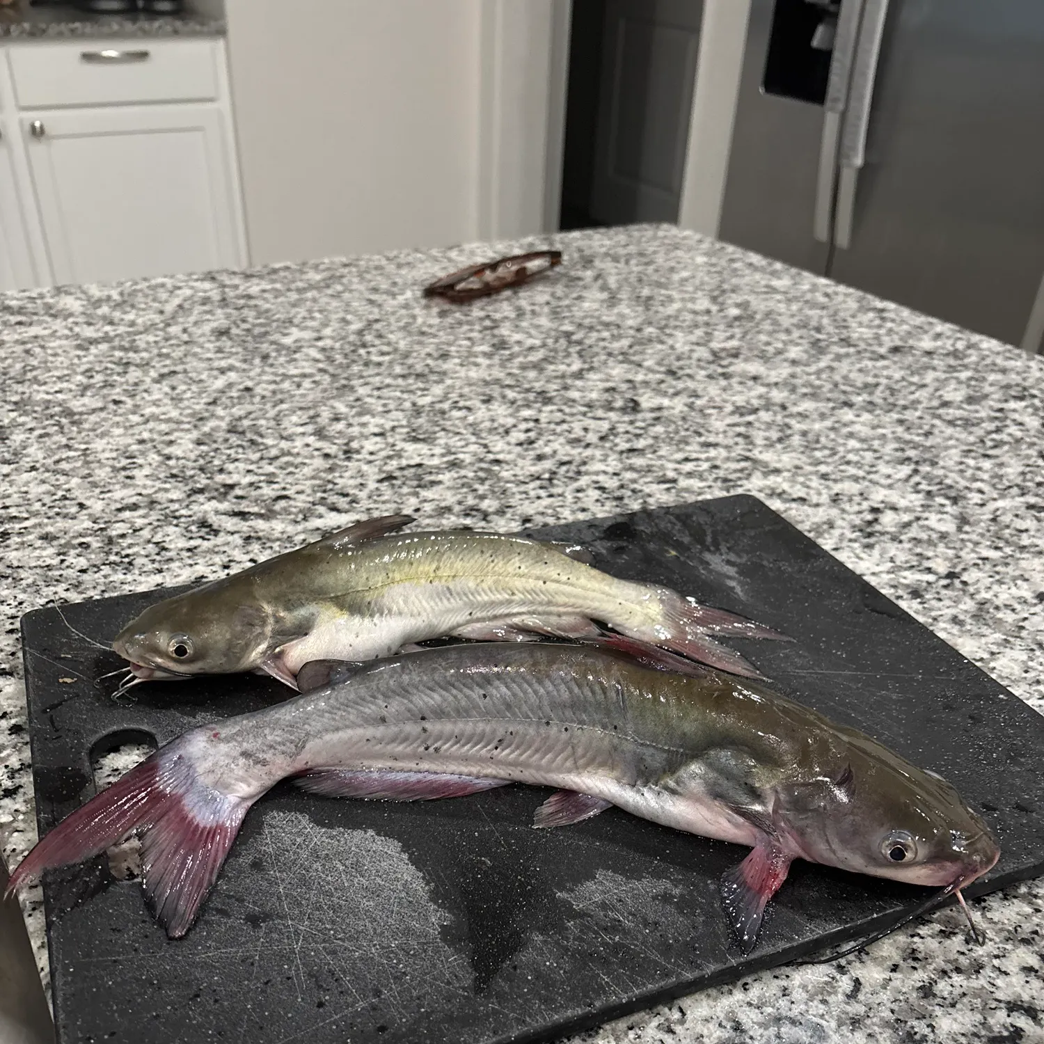 Blue catfish caught on Fishbrain