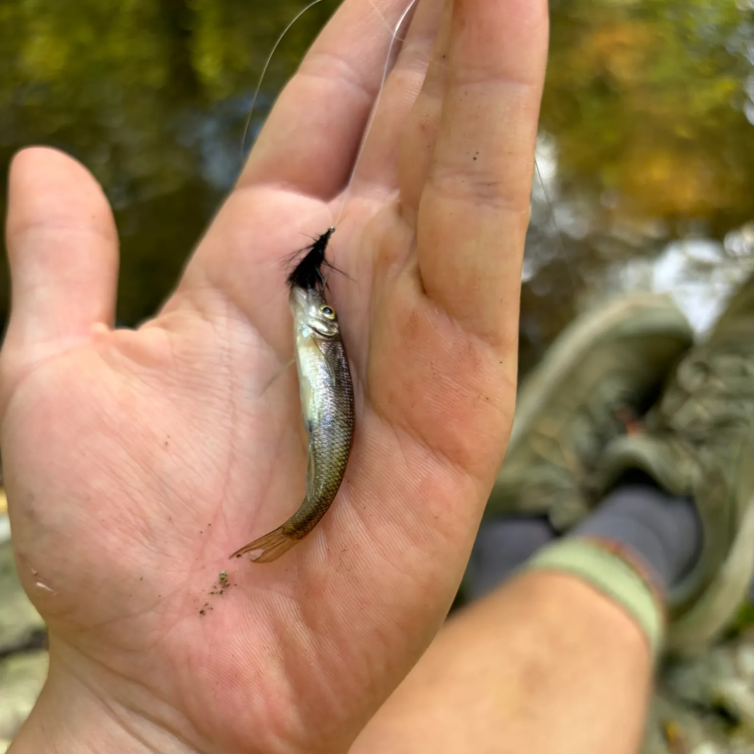 Common shiner caught on Fishbrain