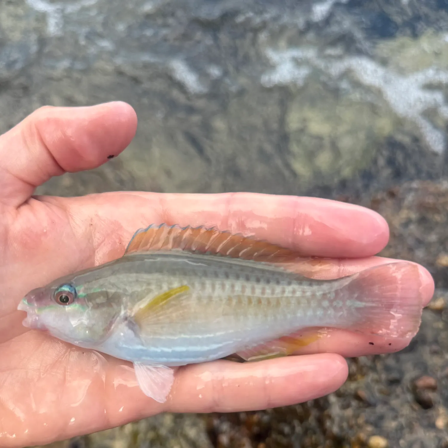 The most recent Striped parrotfish catches on Fishbrain
