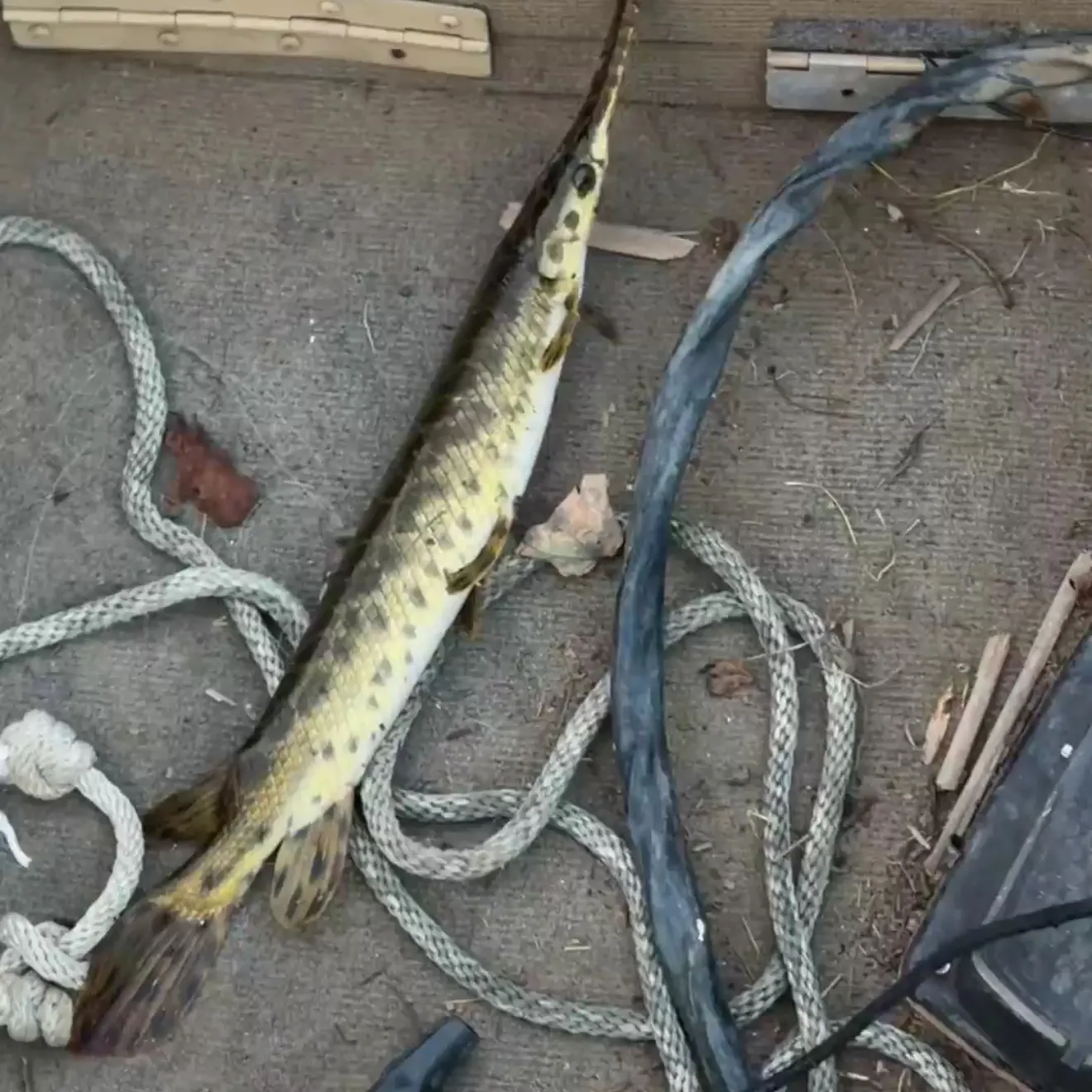 Spotted gar caught on Fishbrain