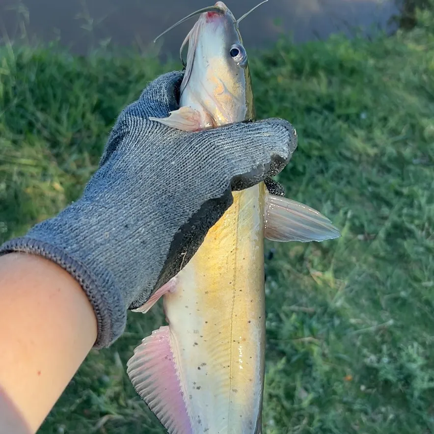Channel catfish caught on Fishbrain
