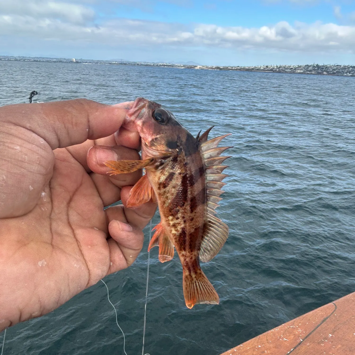 The most recent Calico rockfish catches on Fishbrain
